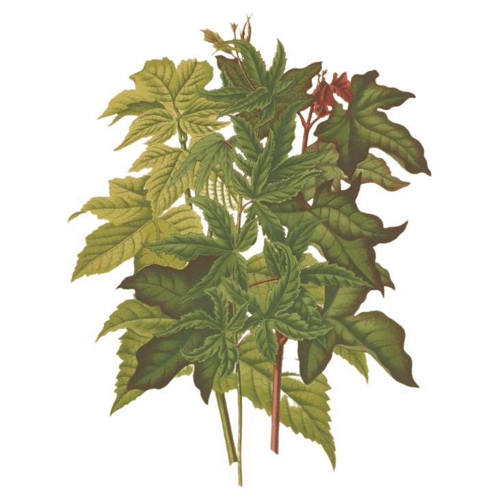 Antique print titled 'Acer'. Lithograph of the Acer Palmatum, also known as red emperor maple, palmate maple, Japanese maple or smooth Japanese-maple. This print originates from 'Nederlandsche flora en pomona'.

Artists and Engravers: Lithographed