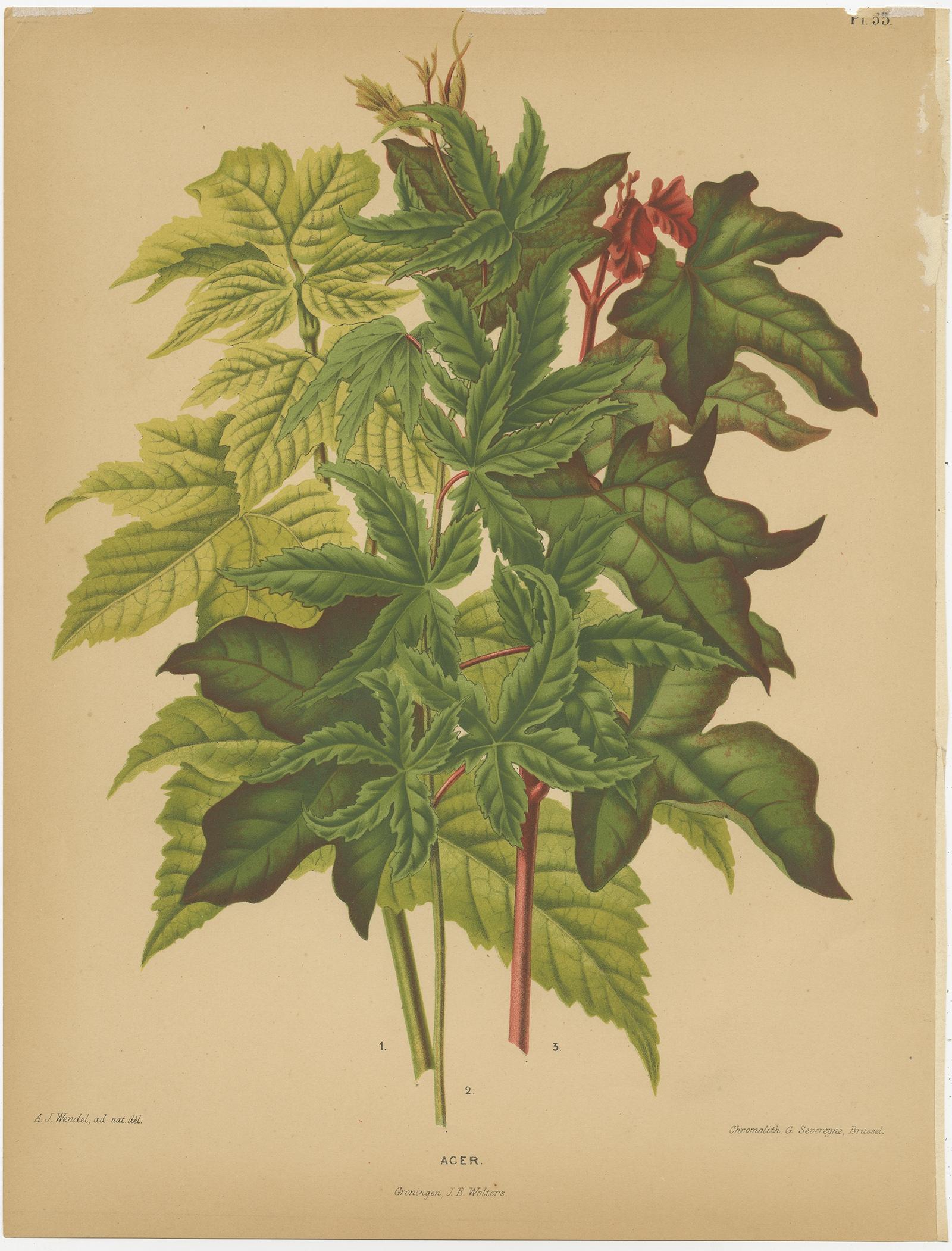 Papier Impression ancienne de fleurs de l'A Acer Palmatum, 1879 en vente