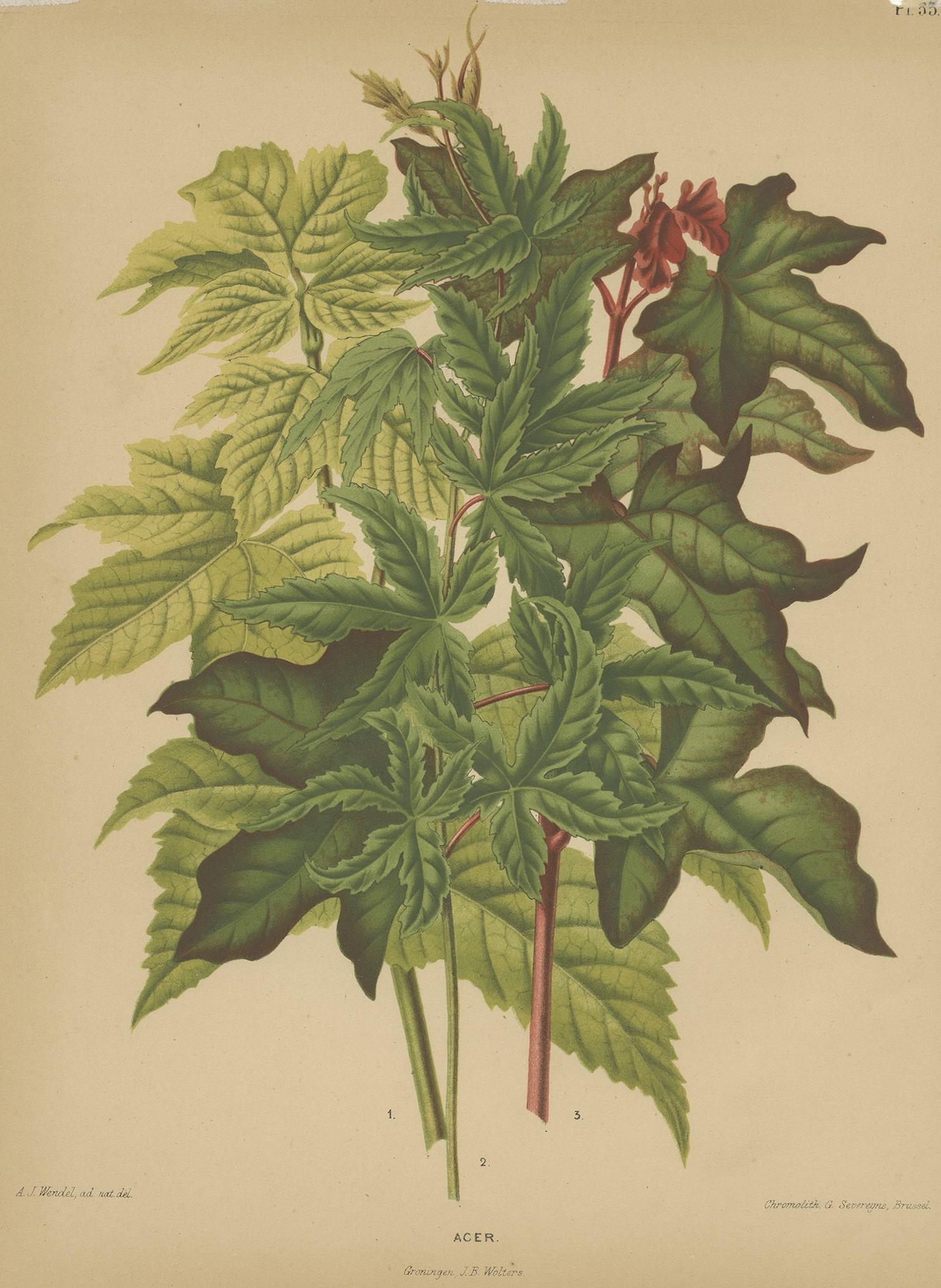 Antique Flower Print of the Acer Palmatum, 1879 For Sale 1