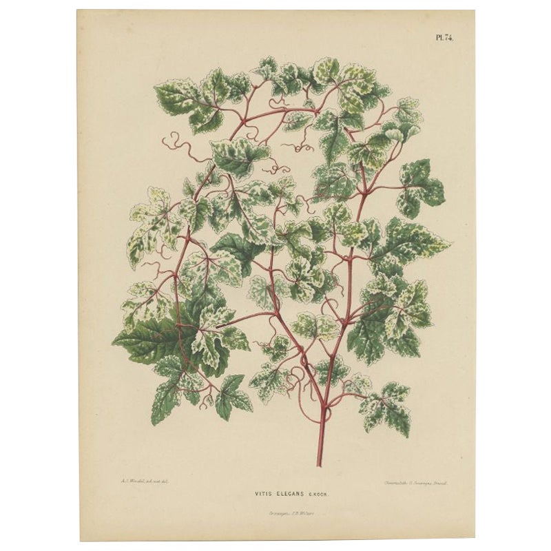 Impression florale ancienne de l'Ampelopsis Glandulosa var. Heterophylla, 1868