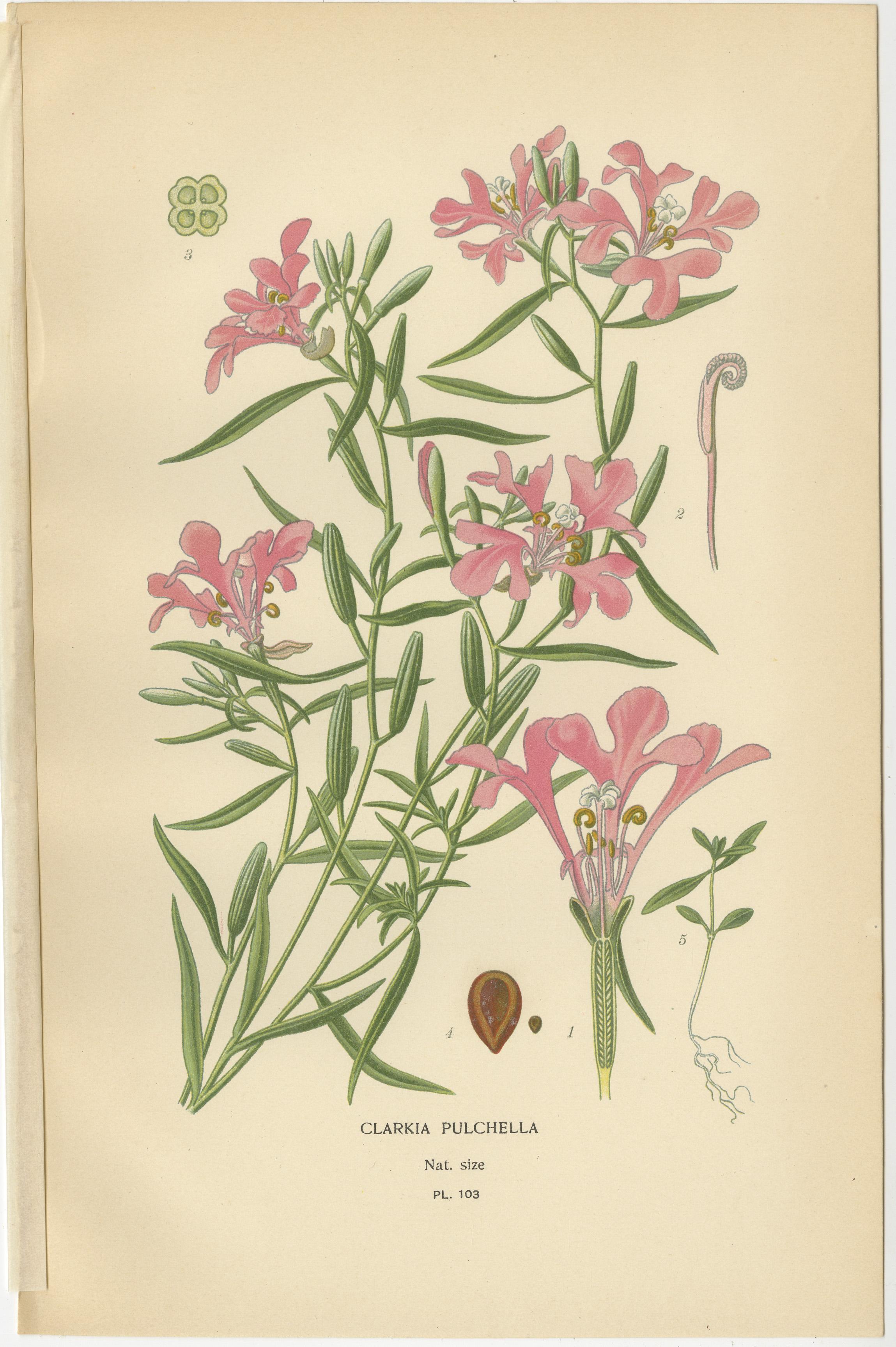 Trio von antiken botanischen Sukkulenten-Drucken: Sedum Spectabile, Cotyledon Secunda & Sedum Sieboldii  

Dieses bemerkenswerte Trio antiker botanischer Drucke zeigt drei einzigartige Sukkulenten: 
