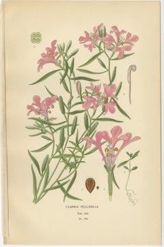 Antique Flower Prints: Clarkia Pulchella, Evening Primroses & Godetia, 1897
