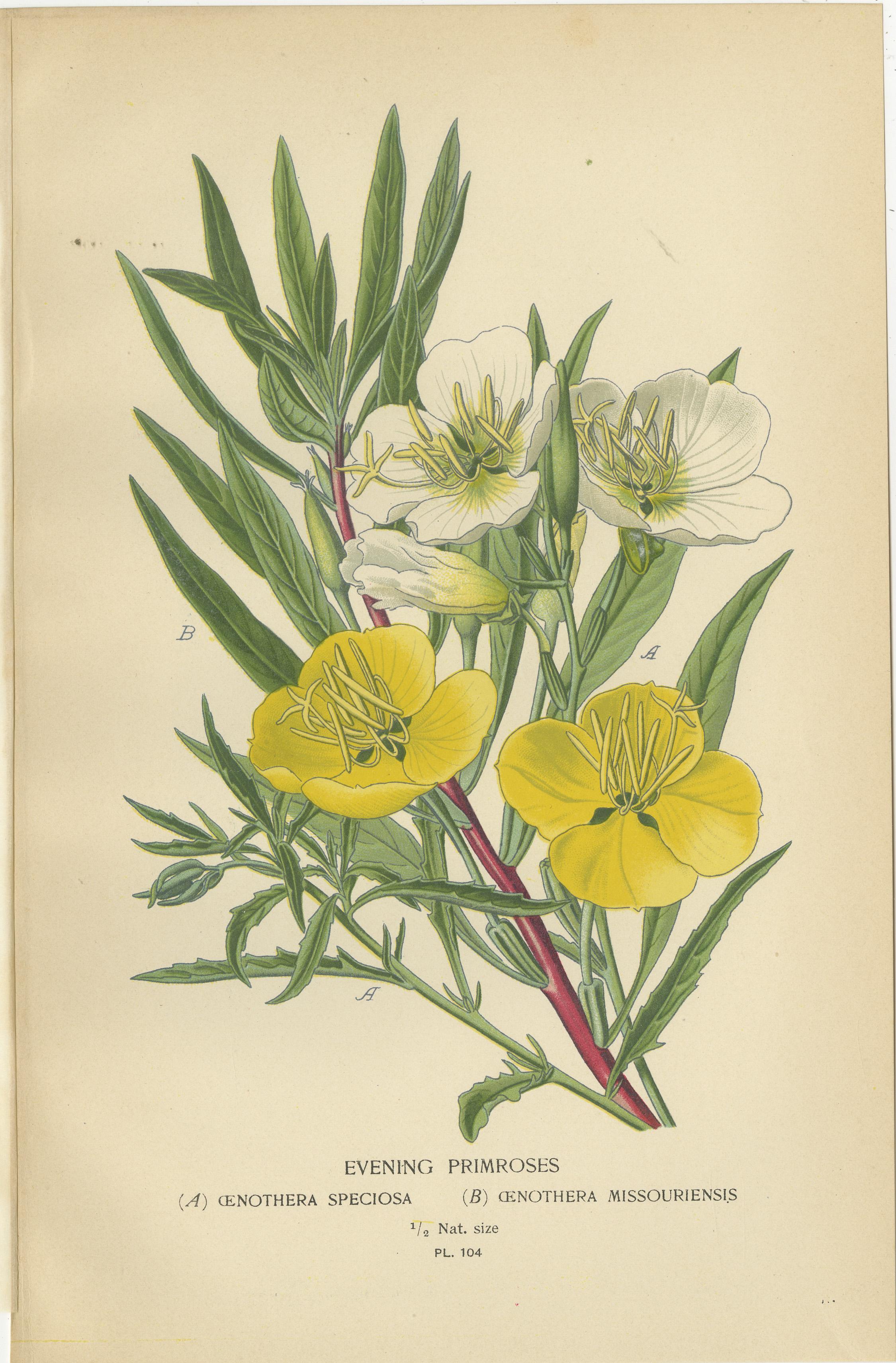 Antike Blumendrucke: Clarkia Pulchella, Abend Primroses & Godetia, 1897 im Zustand „Gut“ im Angebot in Langweer, NL
