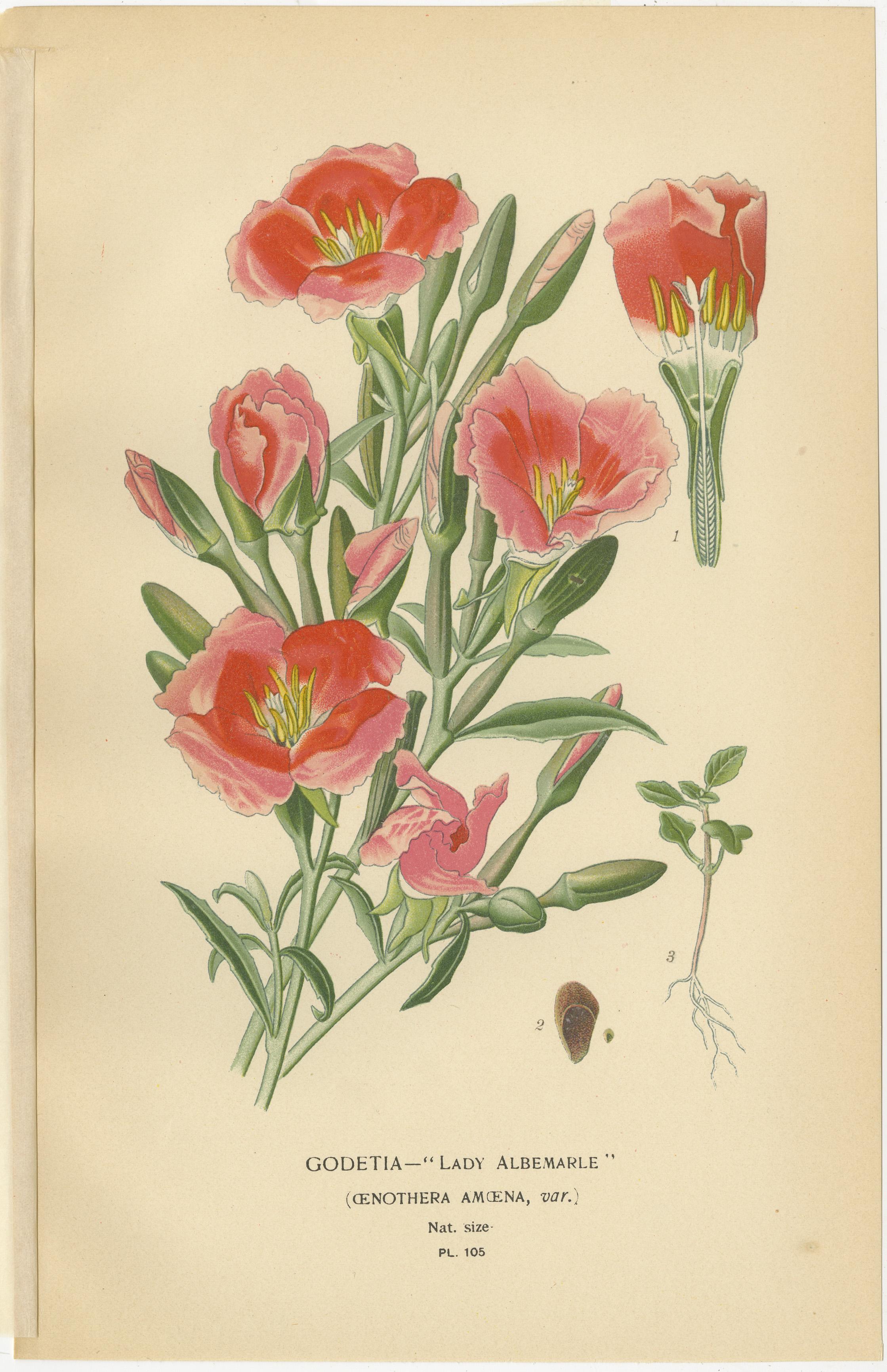 Antike Blumendrucke: Clarkia Pulchella, Abend Primroses & Godetia, 1897 (Spätes 19. Jahrhundert) im Angebot