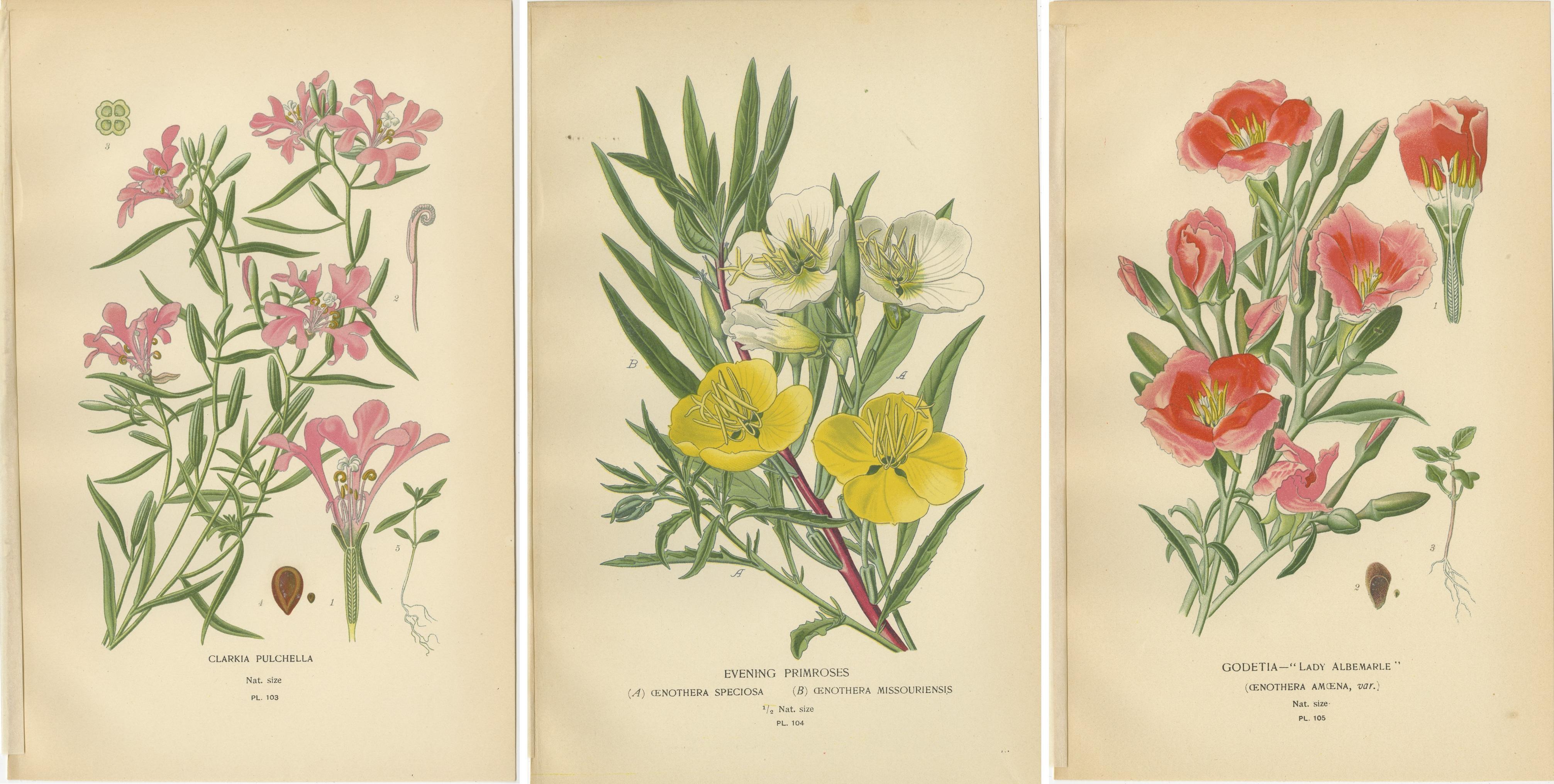 Antike Blumendrucke: Clarkia Pulchella, Abend Primroses & Godetia, 1897 (Papier) im Angebot
