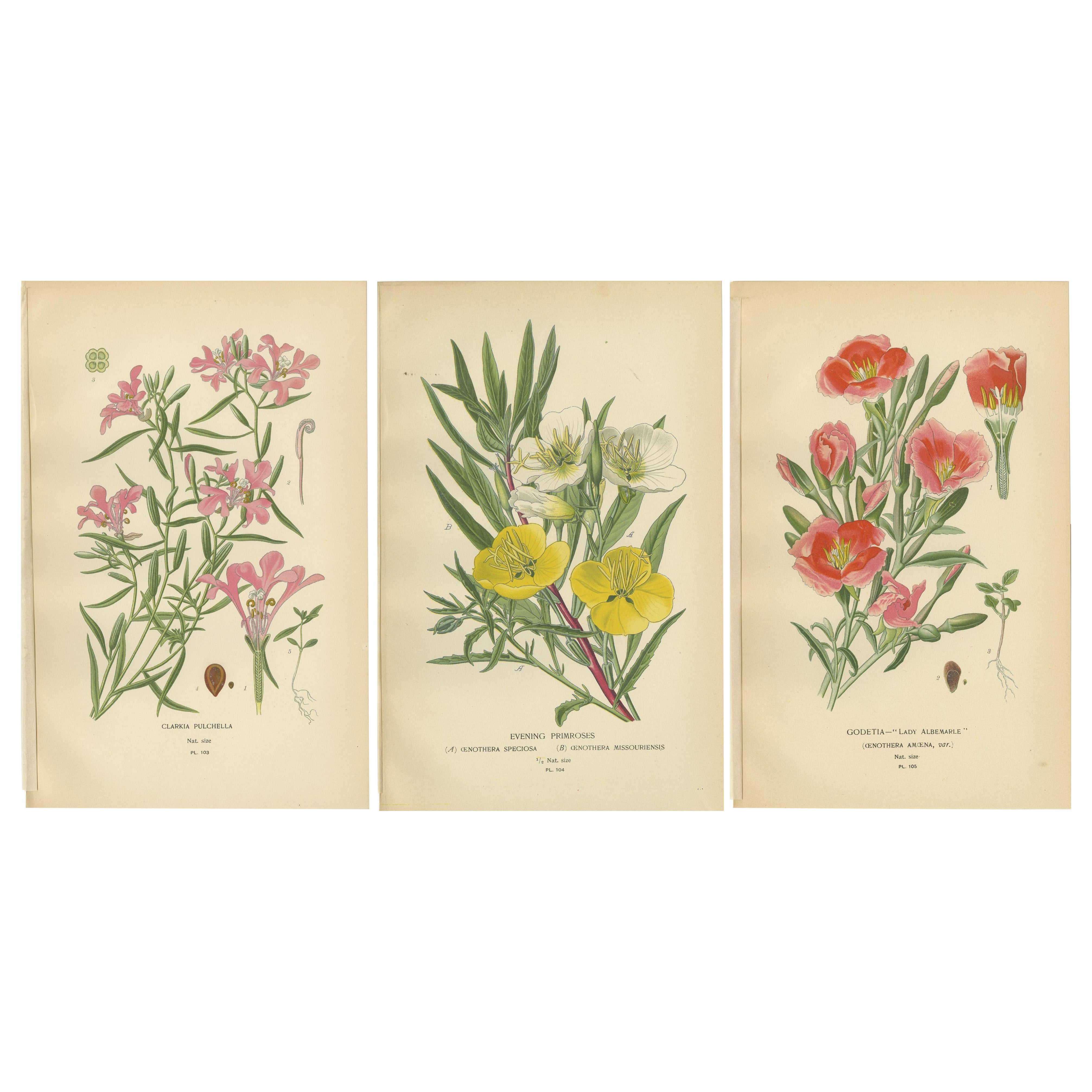 Antike Blumendrucke: Clarkia Pulchella, Abend Primroses & Godetia, 1897