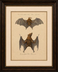 Antique Flying Fox Bat Lithograph by Karl Joseph Brodtmann, 1816