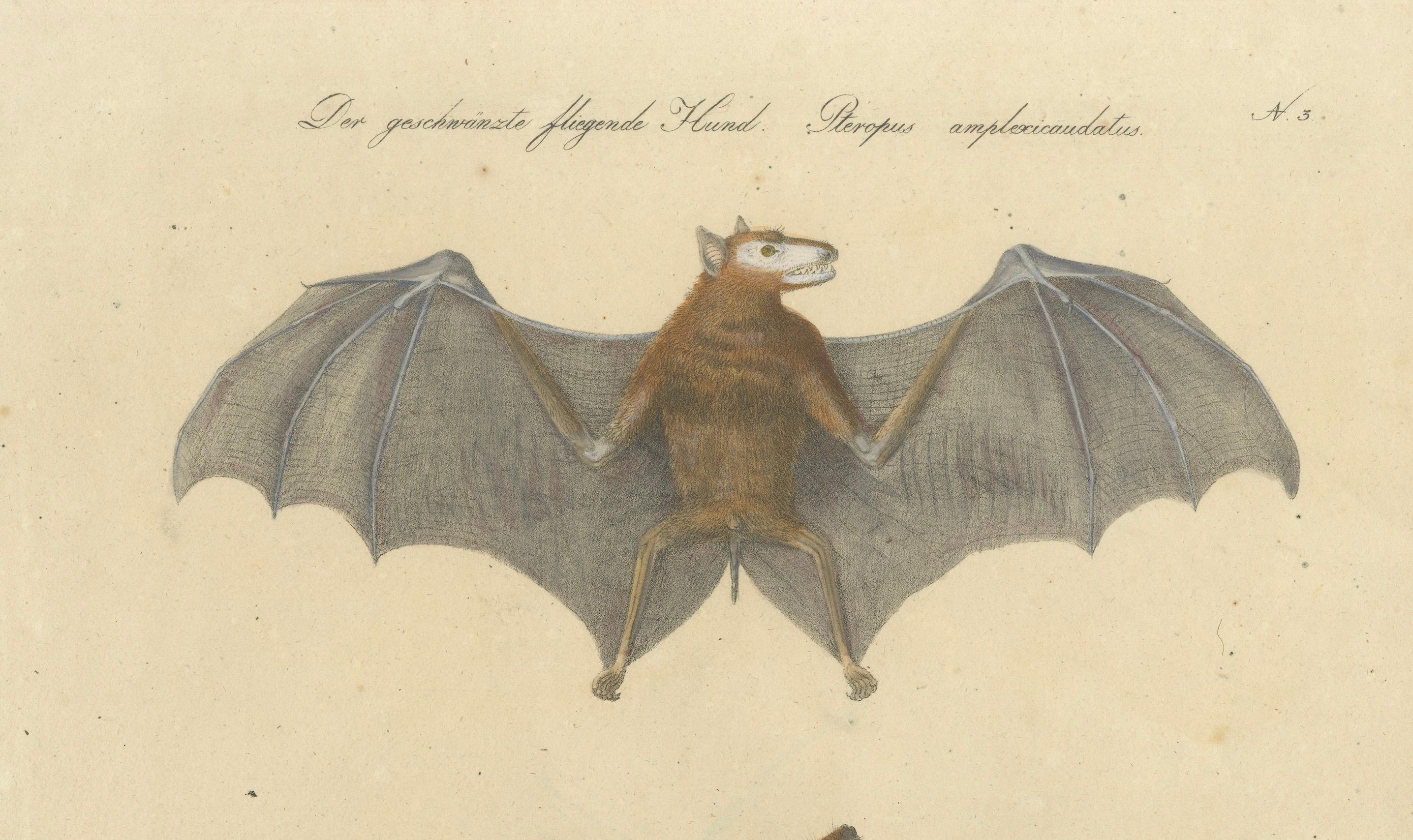 Antique Flying Fox Bat Lithograph by Karl Joseph Brodtmann, 1816