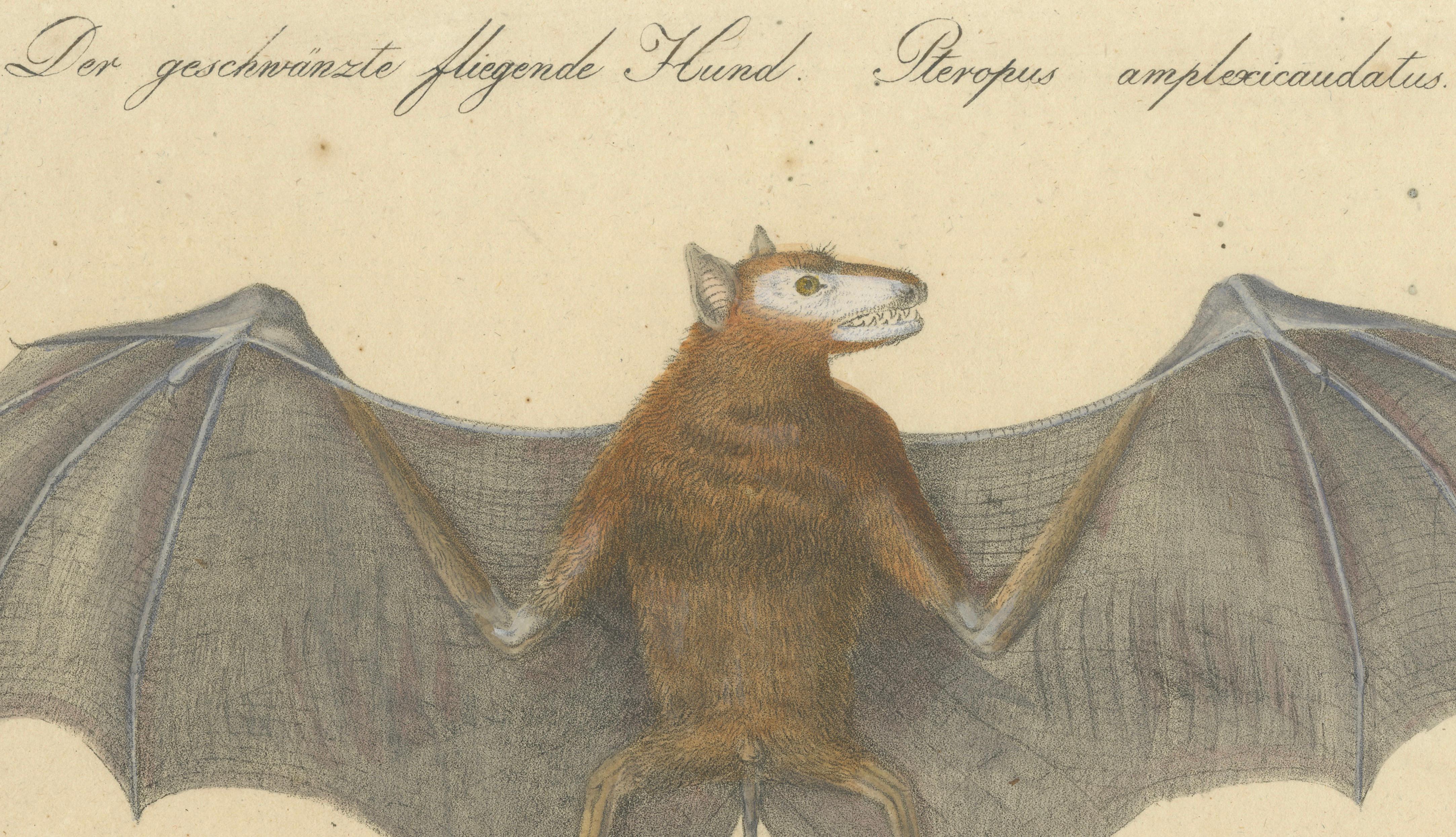 Antique Flying Fox Bat Lithograph by Karl Joseph Brodtmann, 1816