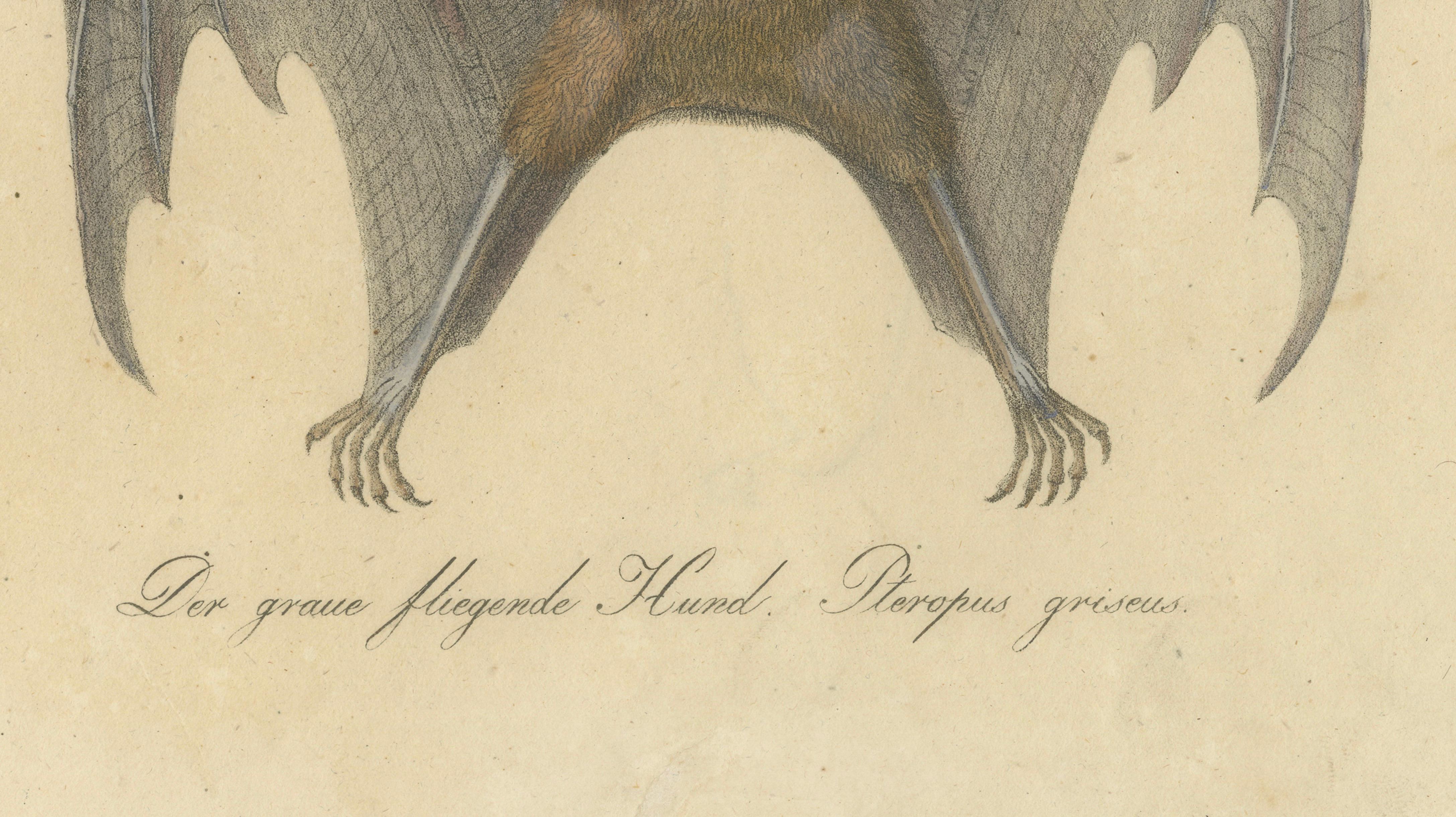 Antique Flying Fox Bat Lithograph by Karl Joseph Brodtmann, 1816