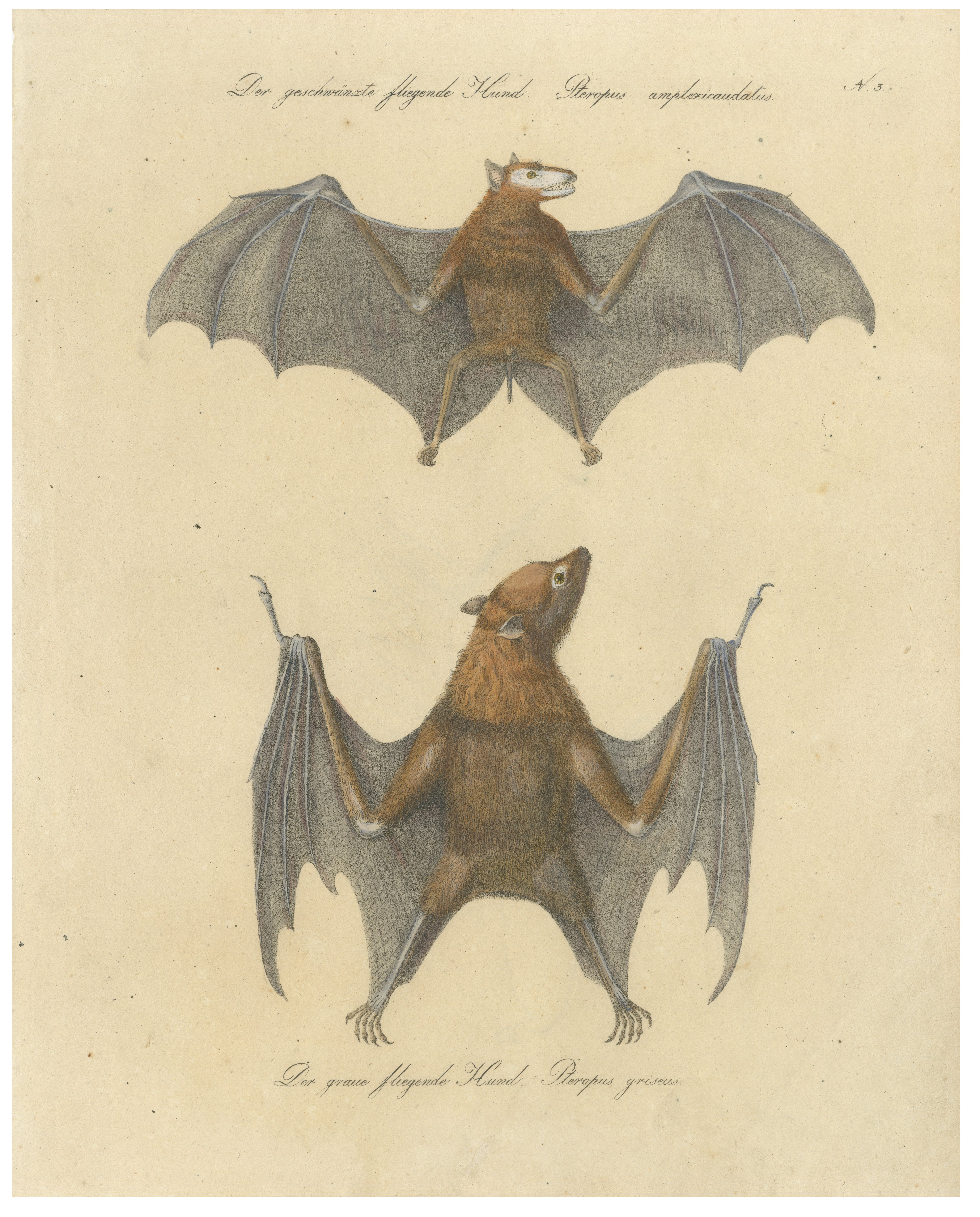 Antique Flying Fox Bat Lithograph by Karl Joseph Brodtmann, 1816
