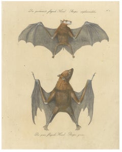 Antique Flying Fox Bat Lithograph by Karl Joseph Brodtmann, 1816