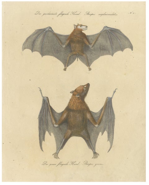 Antique Flying Fox Bat Lithograph by Karl Joseph Brodtmann, 1816