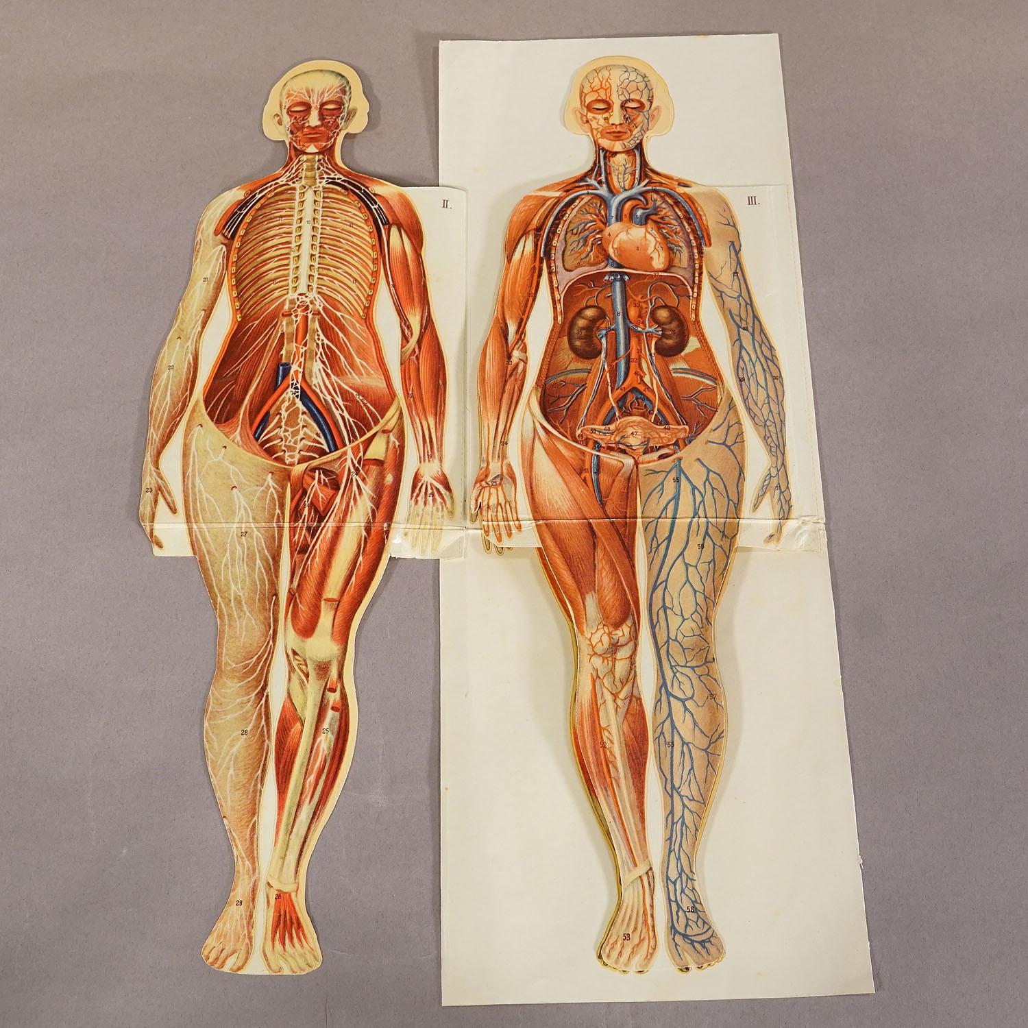 Victorian Antique Foldable Anatomical Brochure Depicting Female Anatomy For Sale