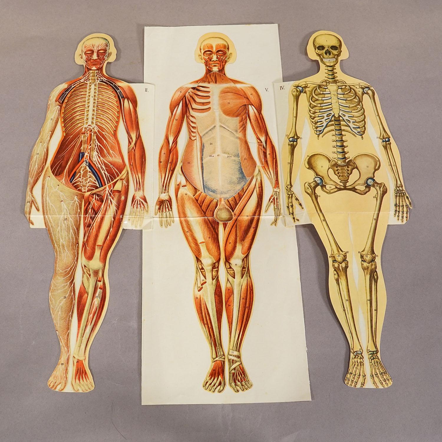 Allemand Broche anatomique pliable d'antiquités représentant une anatomie féminine en vente