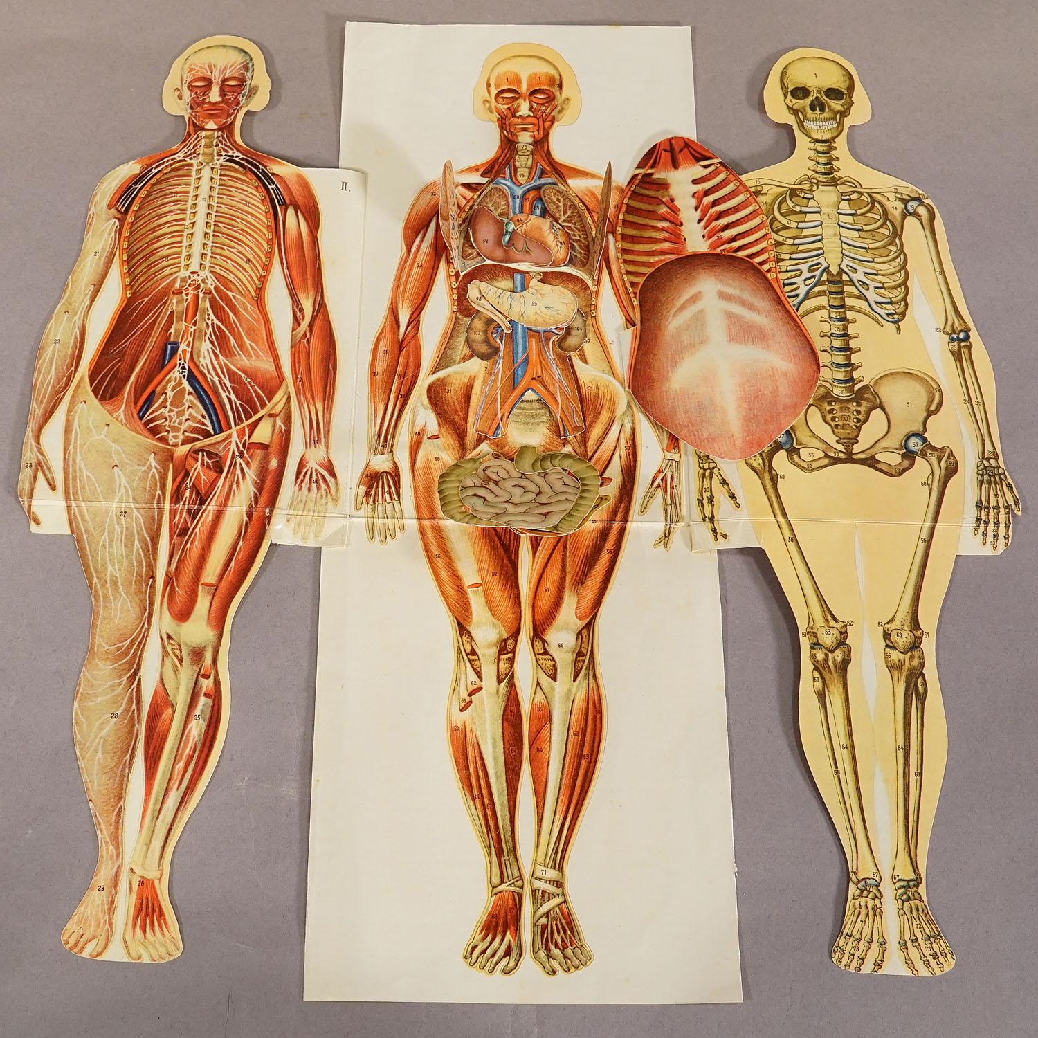 Antique Foldable Anatomical Brochure Depicting Female Anatomy In Good Condition For Sale In Berghuelen, DE