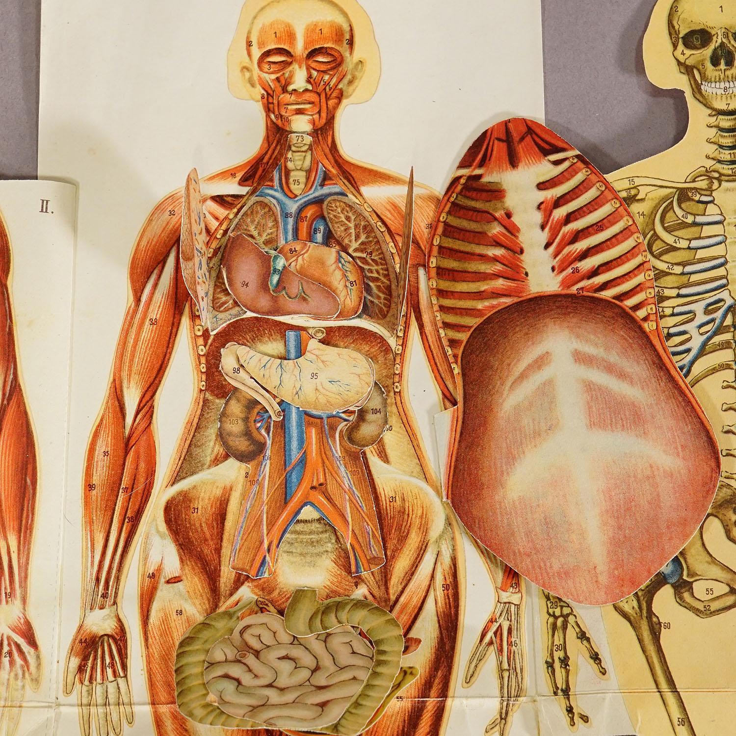 20ième siècle Broche anatomique pliable d'antiquités représentant une anatomie féminine en vente
