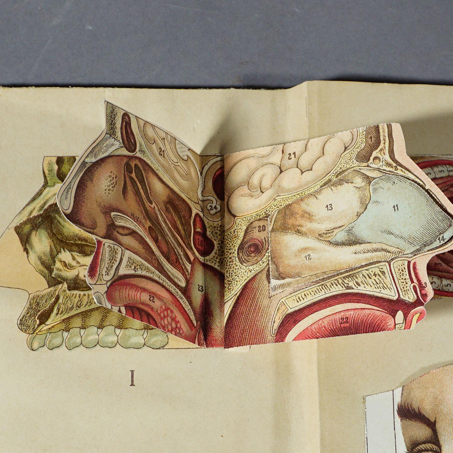 Antique Foldable Anatomical Brochure Depicting Human Anatomy For Sale 2