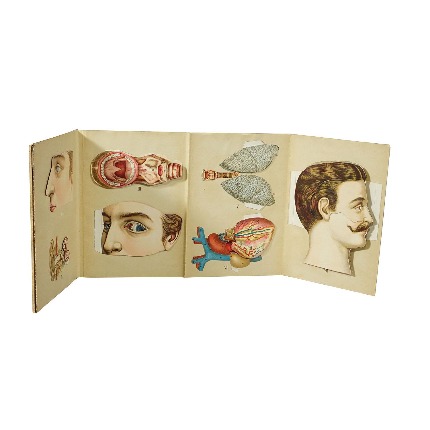 A rare 19ct anatomical brochure illustrating the human anatomy. Very detailed multicoloured depiction of human organs like lung, heart, head and eye. By folding of the multiple layers the inner structure of the organs is displayed very descriptive.