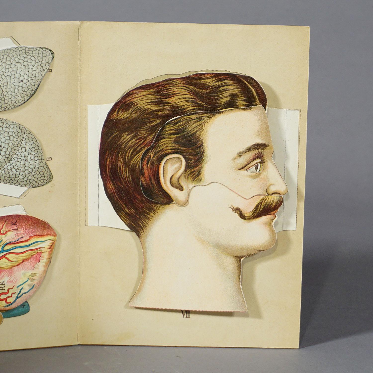 Antike klappbare Anatomische Brosche mit menschlicher Anatomie (Deutsch) im Angebot