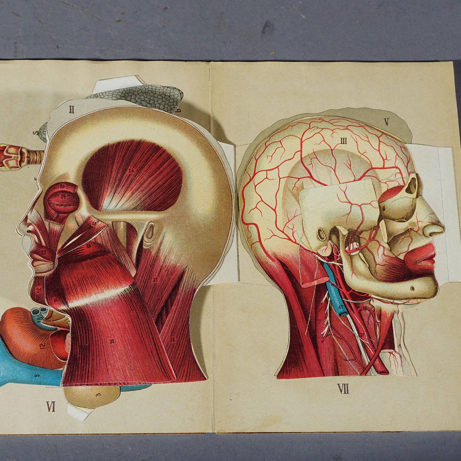 Antike klappbare Anatomische Brosche mit menschlicher Anatomie im Zustand „Gut“ im Angebot in Berghuelen, DE