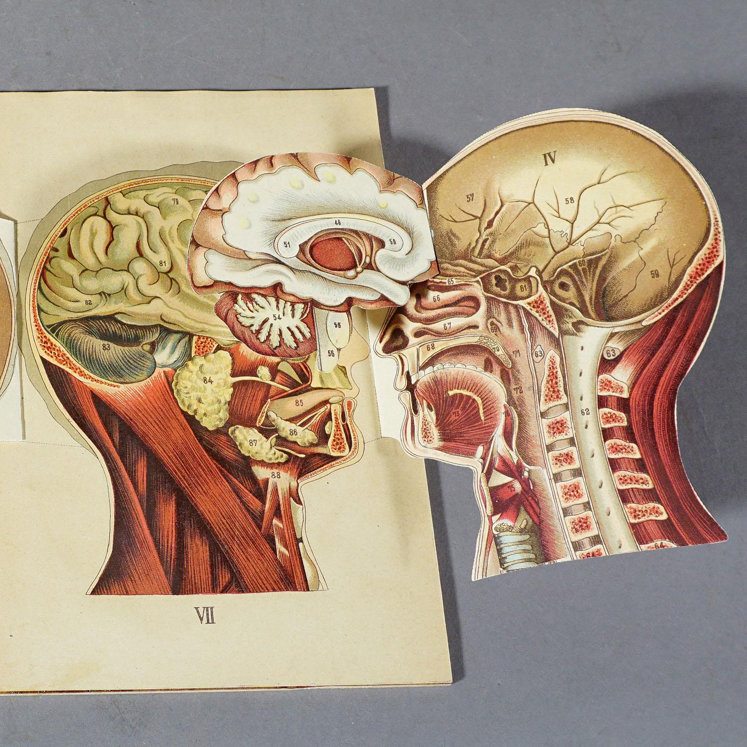 German Antique Foldable Anatomical Brochure Depicting Human Anatomy For Sale