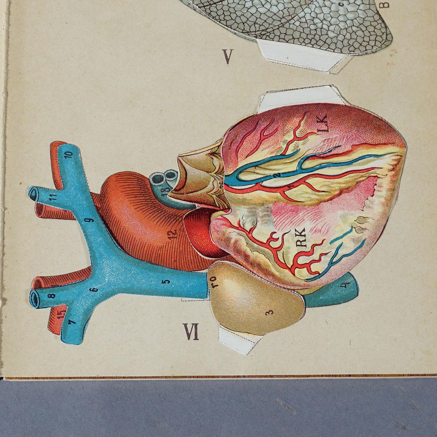 Bois Broche anatomique pliable ancienne représentant l'anatomie humaine en vente