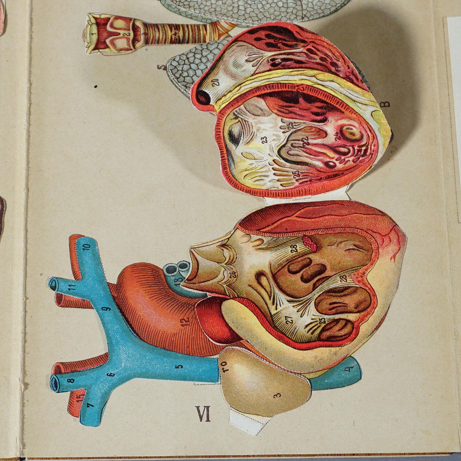 20th Century Antique Foldable Anatomical Brochure Depicting Human Anatomy For Sale