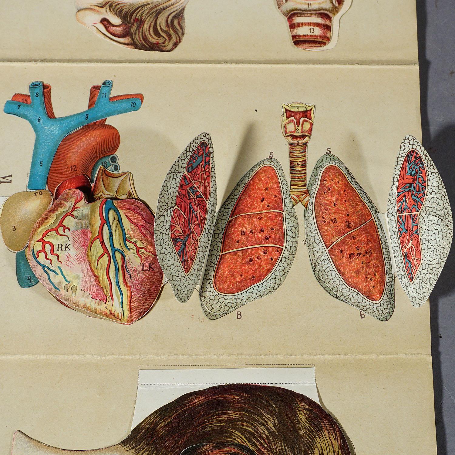 Broche anatomique pliable ancienne représentant l'anatomie humaine en vente 2