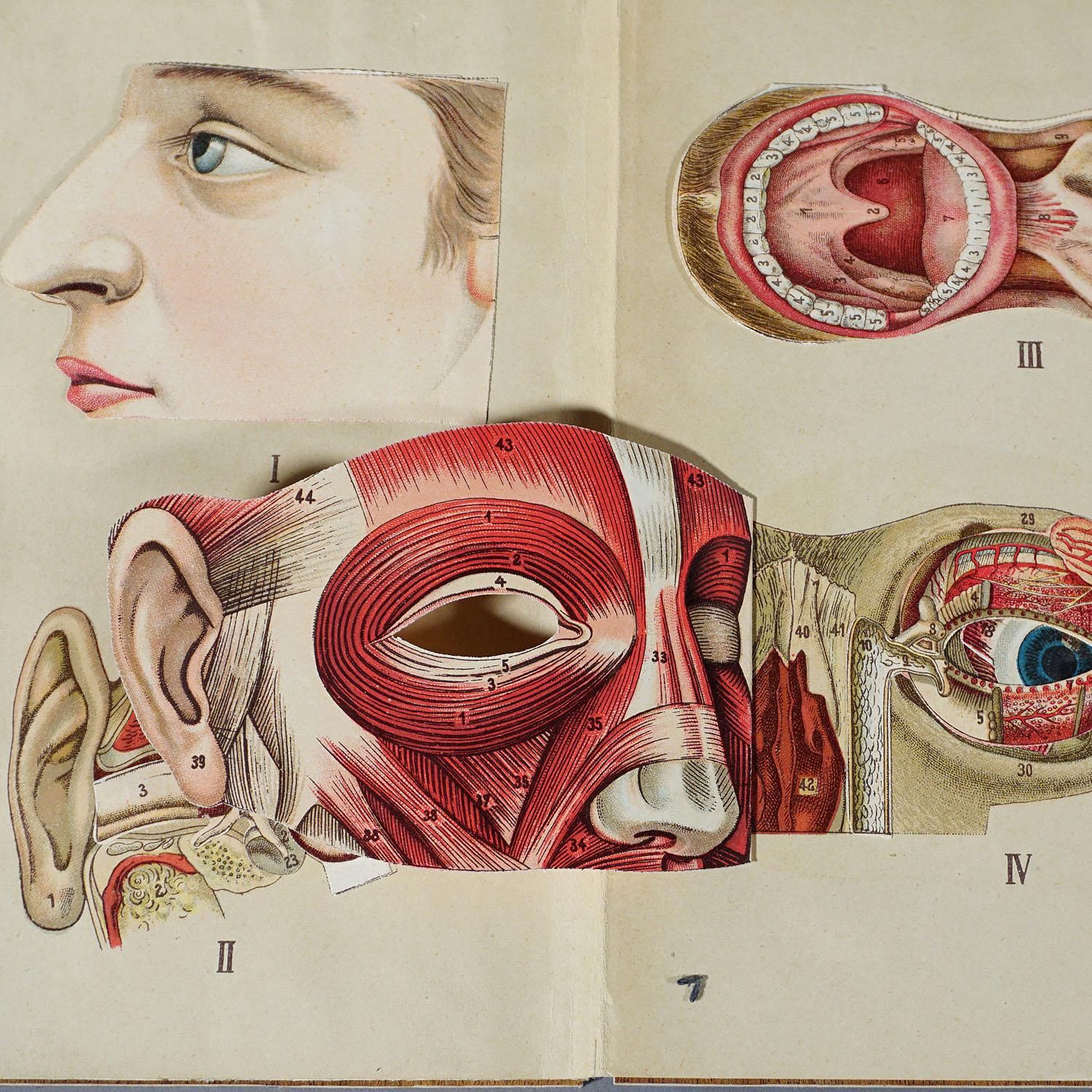 Antique Foldable Anatomical Brochure Depicting Human Anatomy For Sale 1