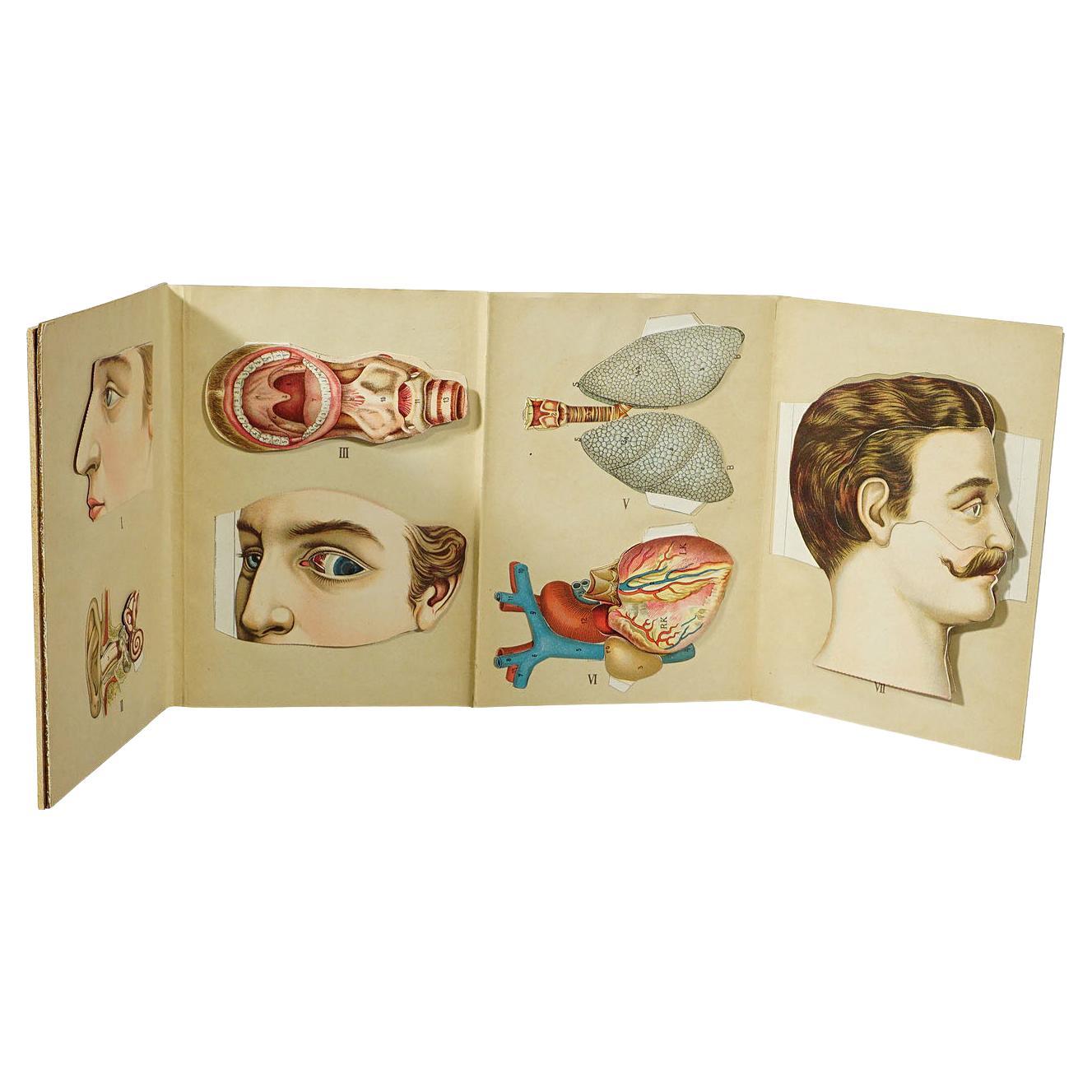 Antique Foldable Anatomical Brochure Depicting Human Anatomy For Sale