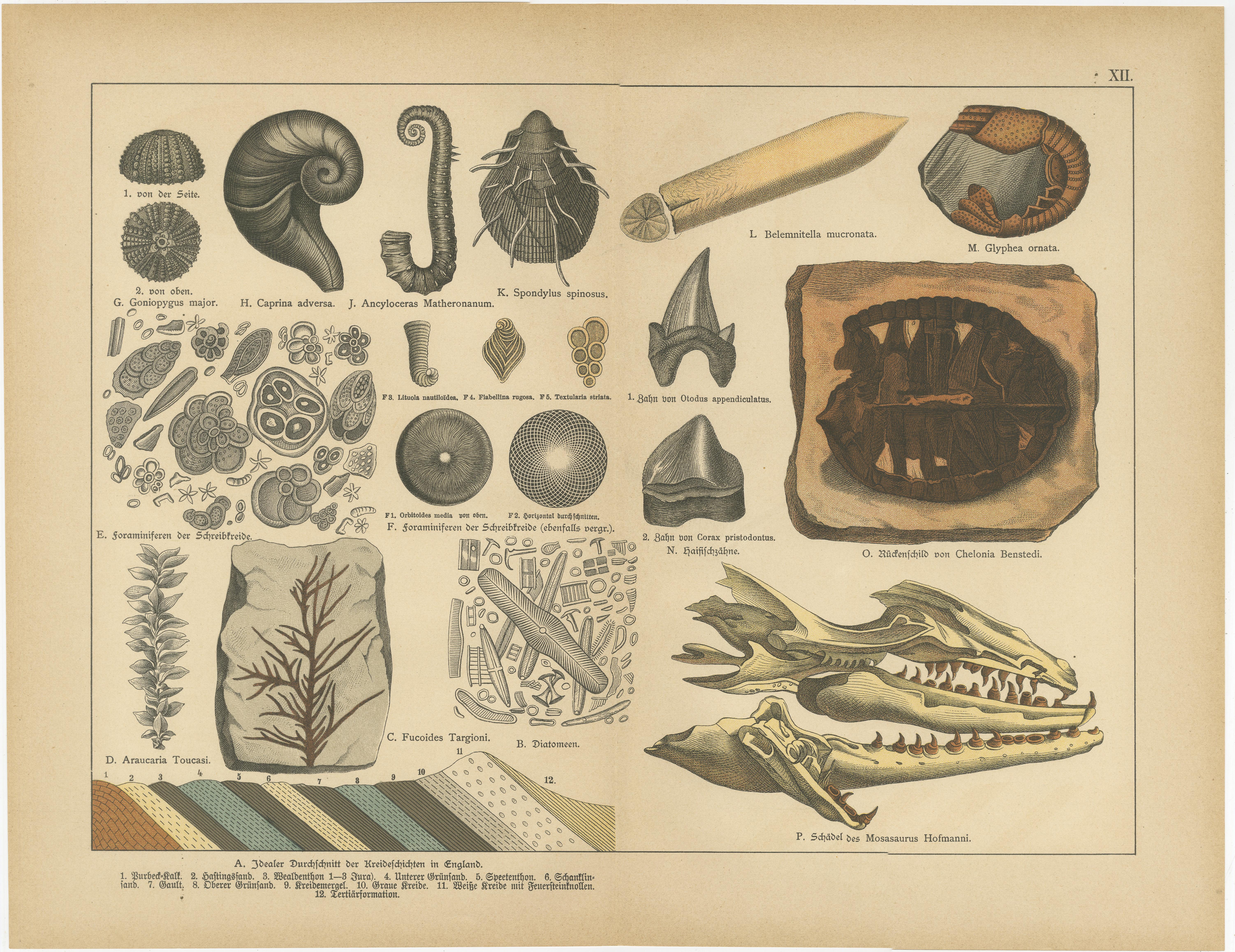 Antiche cromolitografie di fossili - Vita marina, piante e vertebrati, 1880 ca.

Questa coppia di antiche cromolitografie presenta una dettagliata rassegna visiva di esemplari fossili del Cretaceo e del Terziario, resi con accuratezza scientifica e
