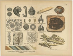 Antique Fossil Chromolithographs – Marine Life, Plants & Vertebrates, c.1880