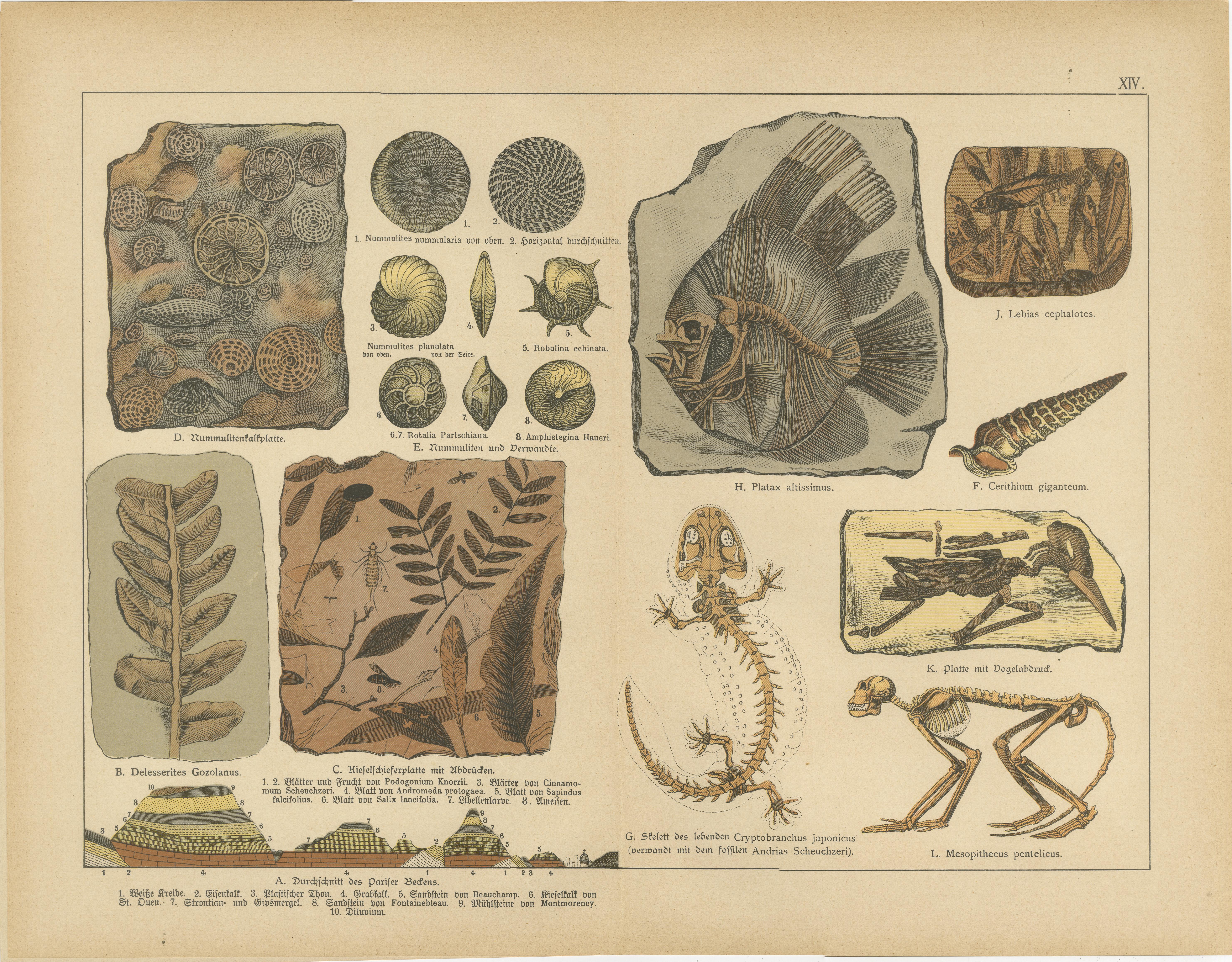 Tedesco Antiche cromolitografie di fossili - Vita marina, piante e vertebrati, 1880 ca. in vendita