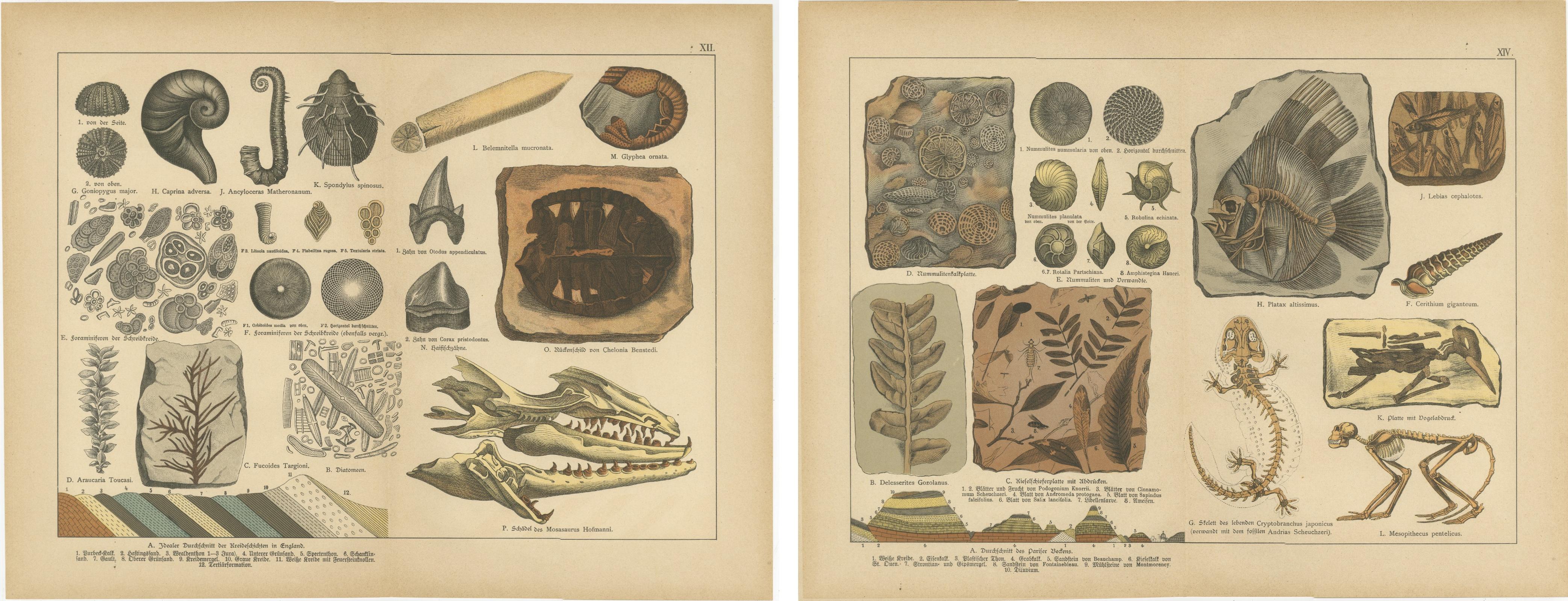 Antiche cromolitografie di fossili - Vita marina, piante e vertebrati, 1880 ca. In condizioni buone in vendita a Langweer, NL