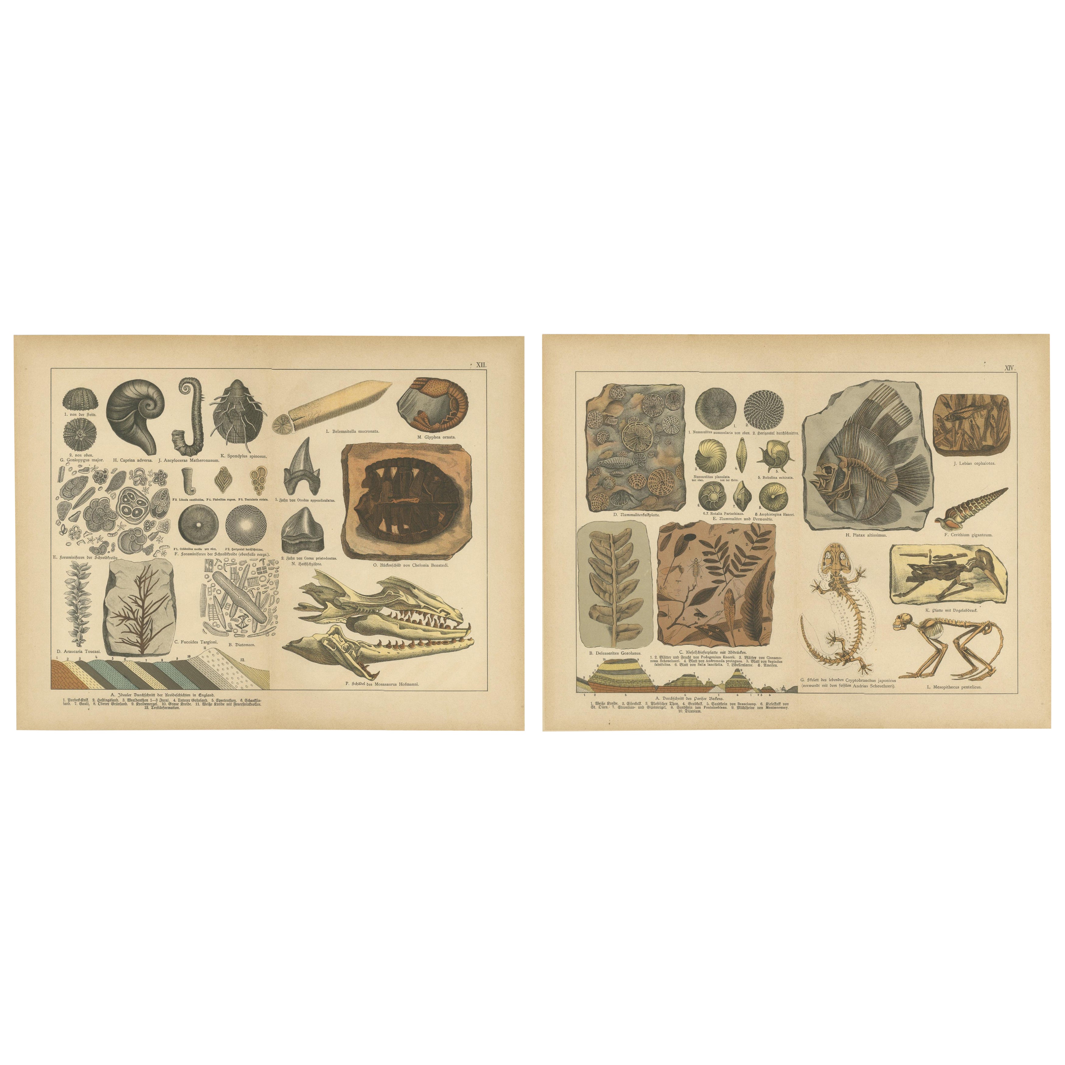 Antiche cromolitografie di fossili - Vita marina, piante e vertebrati, 1880 ca.