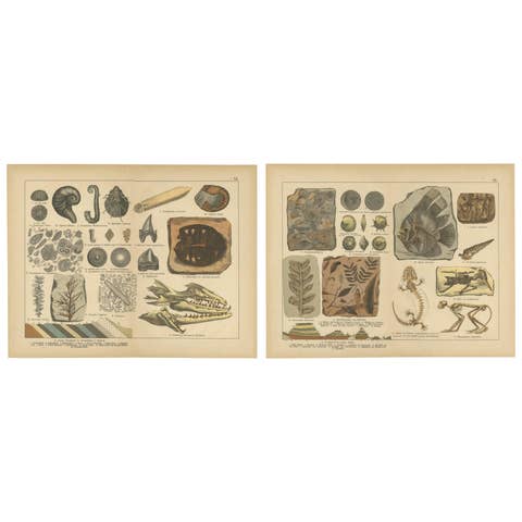 Antique Fossil Chromolithographs – Marine Life, Plants & Vertebrates, c.1880