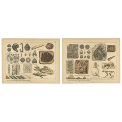 Antiche cromolitografie di fossili - Vita marina, piante e vertebrati, 1880 ca.