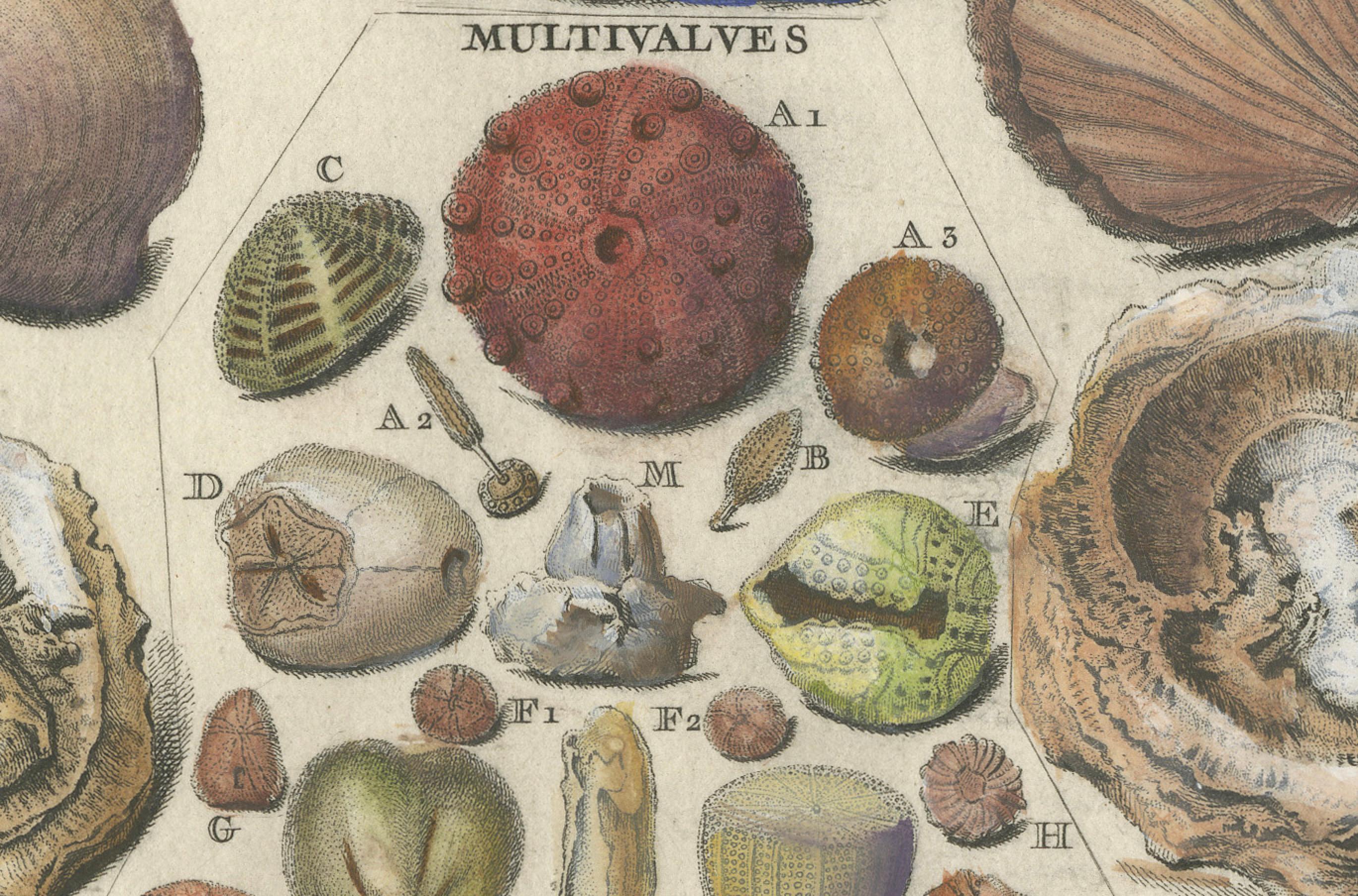Engraved Antique Fossil Engraving - Multivalves and Marine Fossils - Plate LXVII, ca.1760 For Sale