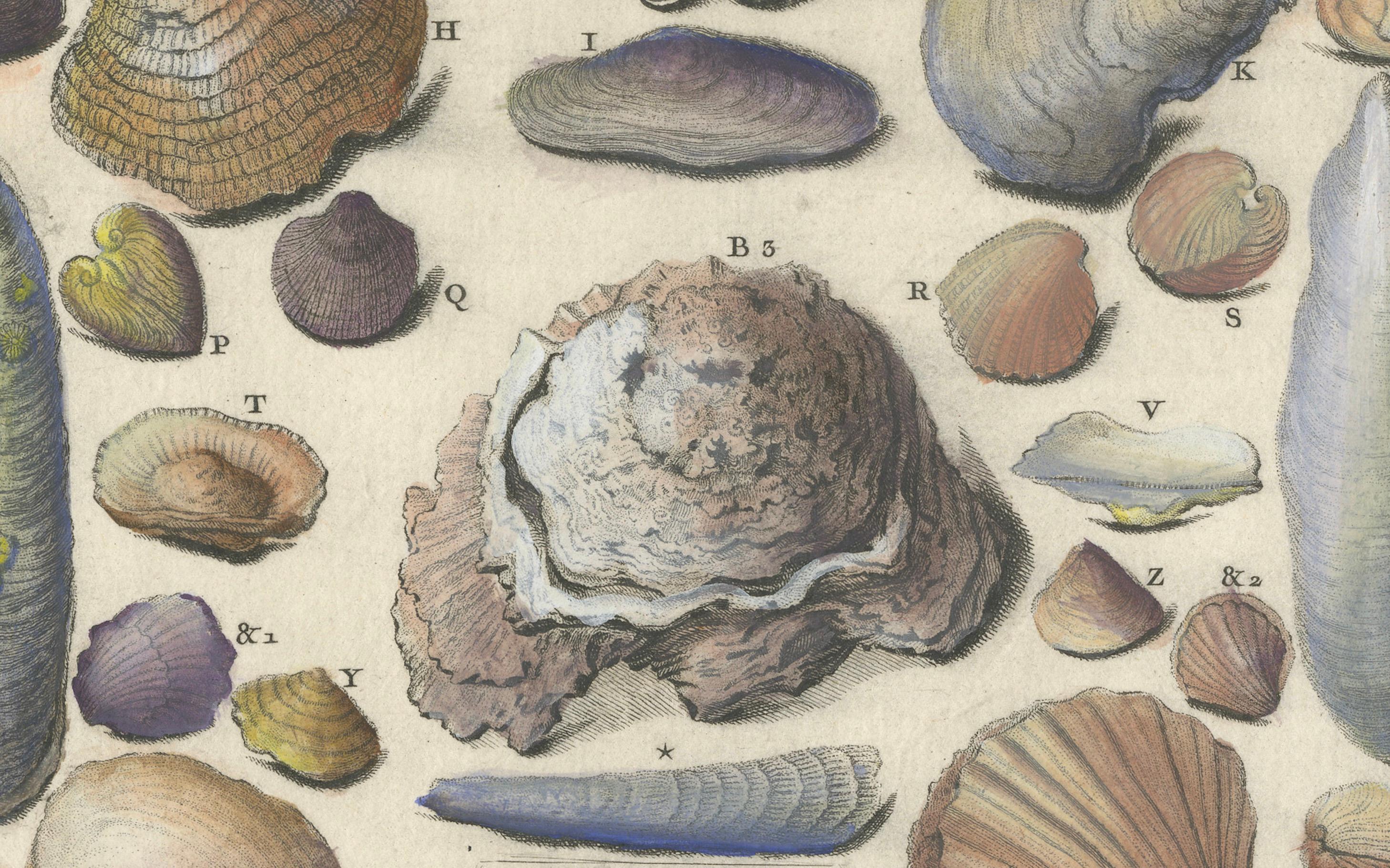 Mid-18th Century Antique Fossil Engraving - Multivalves and Marine Fossils - Plate LXVII, ca.1760 For Sale