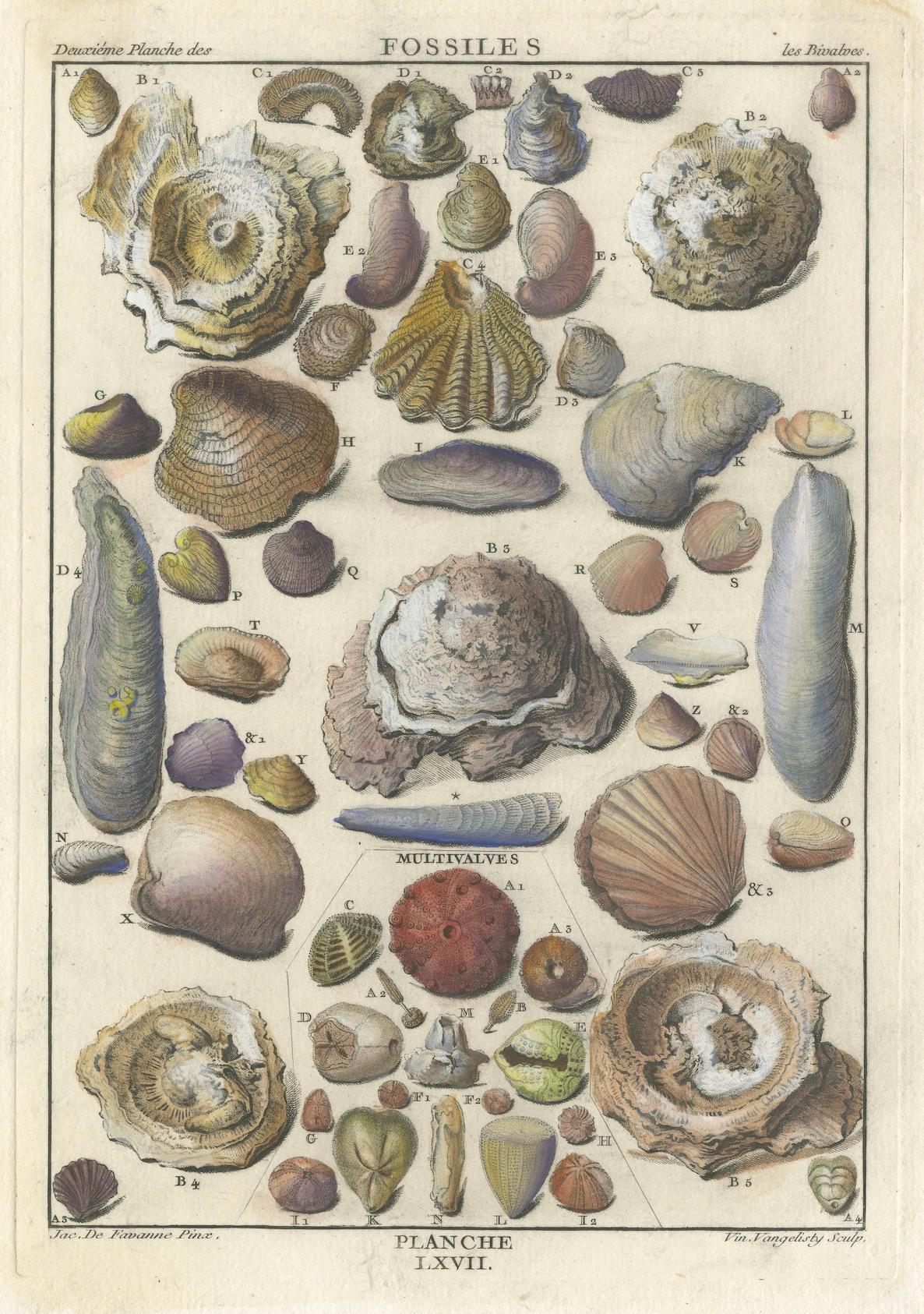 Paper Antique Fossil Engraving - Multivalves and Marine Fossils - Plate LXVII, ca.1760 For Sale