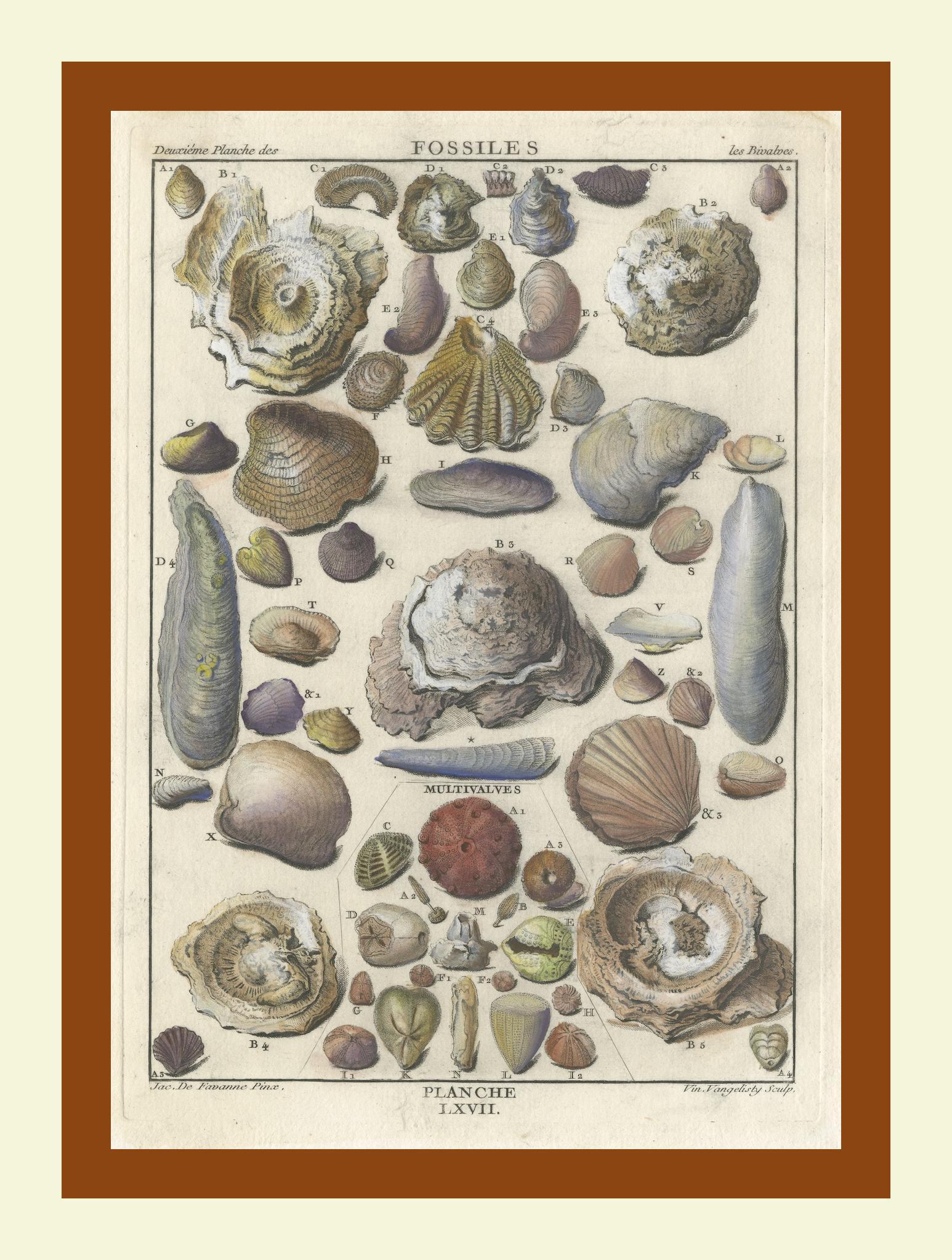Antique Fossil Engraving - Multivalves and Marine Fossils - Plate LXVII, ca.1760 For Sale 2
