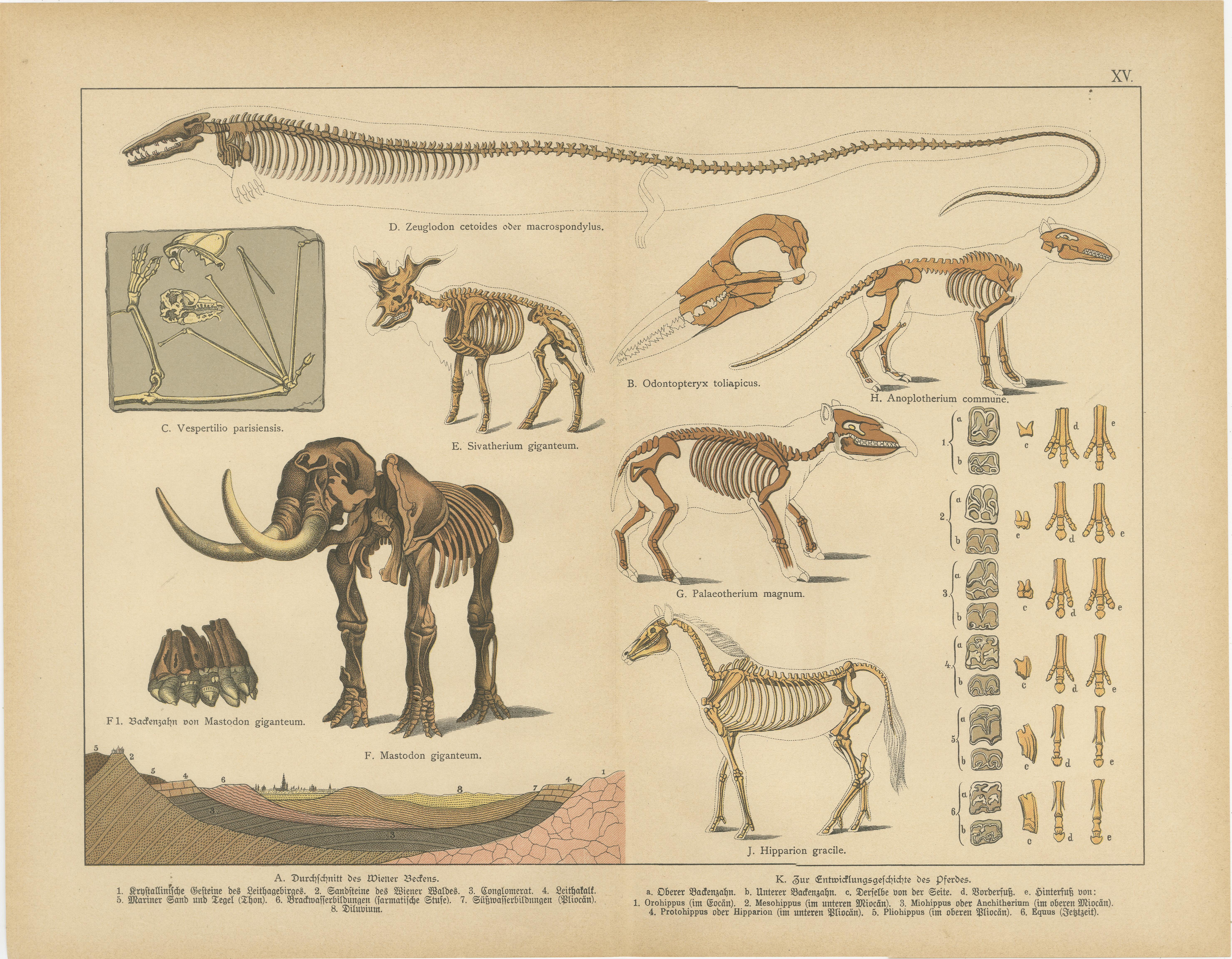 Gravures anciennes de mammifères fossiles - mastodonte, mammouth et mégathérium, c.I.C.

Cette paire de lithographies originales provient de Naturgeschichte de Schubert, une célèbre encyclopédie d'histoire naturelle du XIXe siècle. Les planches