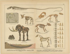 Antique Fossil Mammal Prints – Mastodon, Mammoth & Megatherium, c.1880