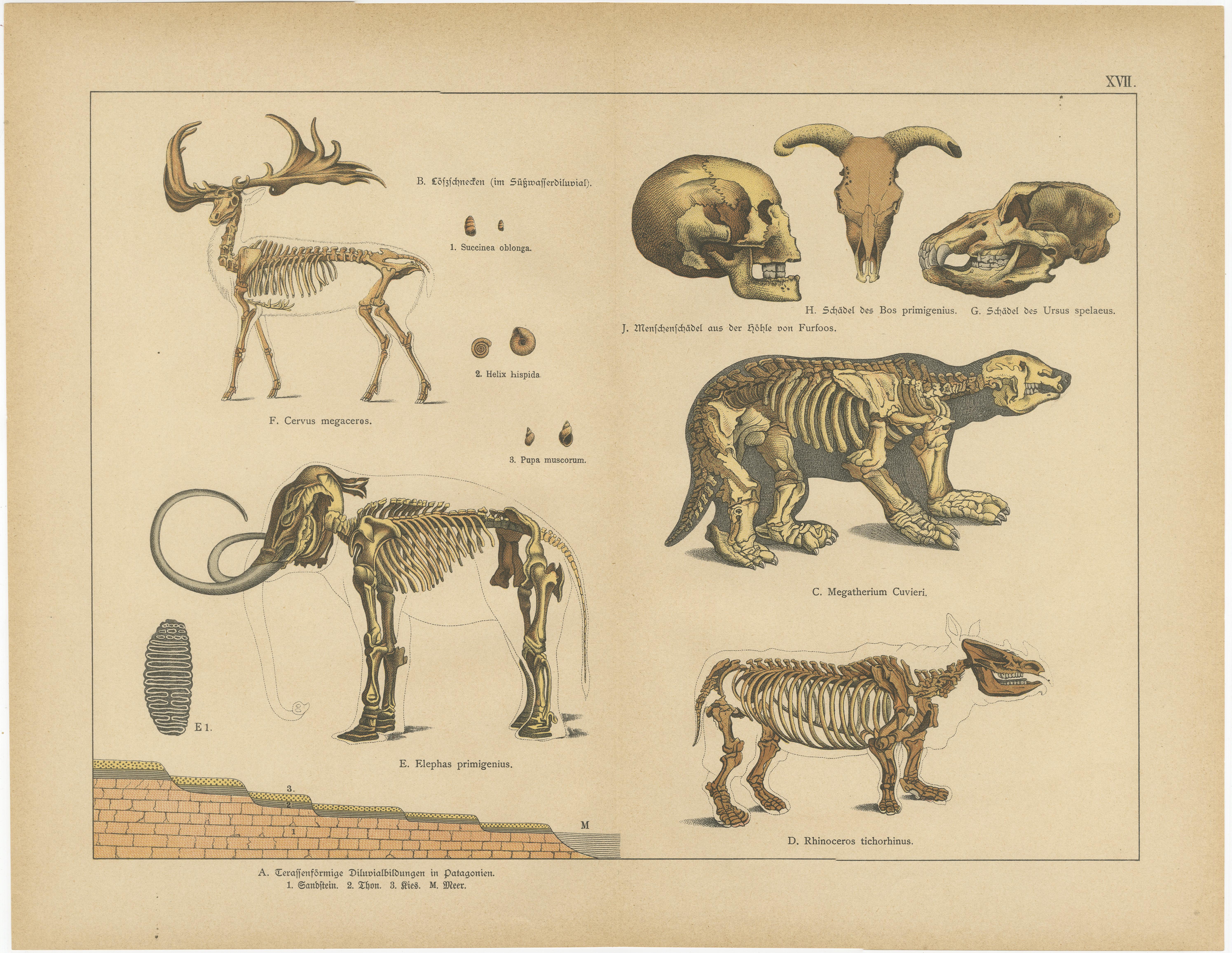 Allemand Gravures anciennes de mammifères fossiles - mastodonte, mammouth et mégathérium, c.I.C. en vente