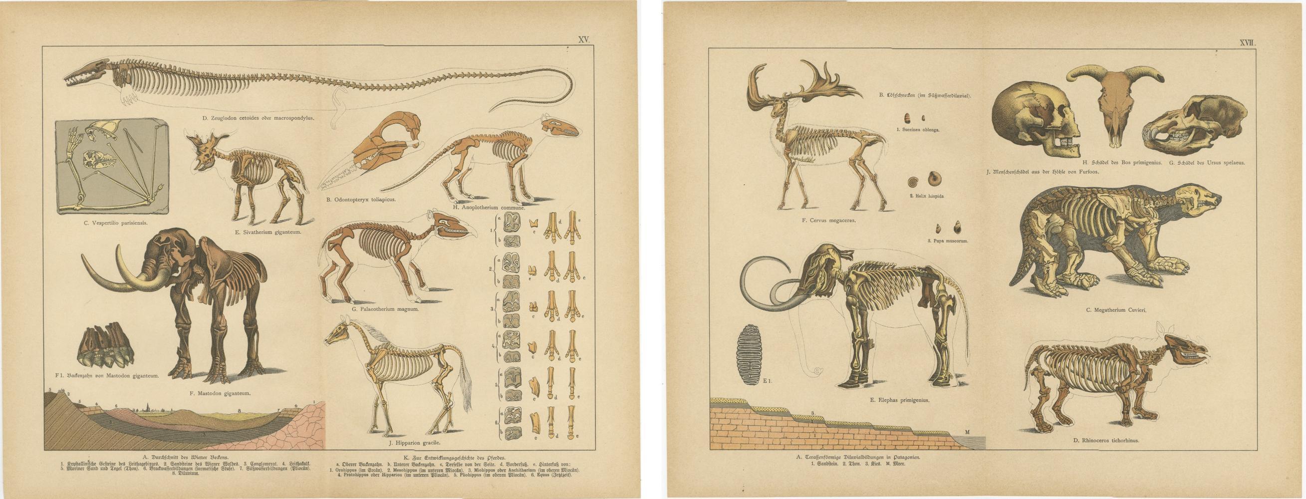 Gravures anciennes de mammifères fossiles - mastodonte, mammouth et mégathérium, c.I.C. Bon état - En vente à Langweer, NL