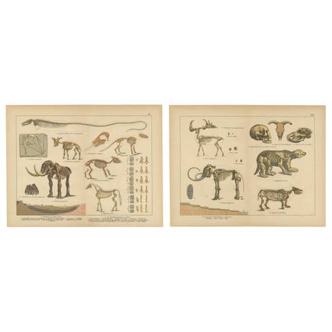 Antique Fossil Mammal Prints – Mastodon, Mammoth & Megatherium, c.1880