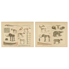 Antique Fossil Mammal Prints – Mastodon, Mammoth & Megatherium, c.1880