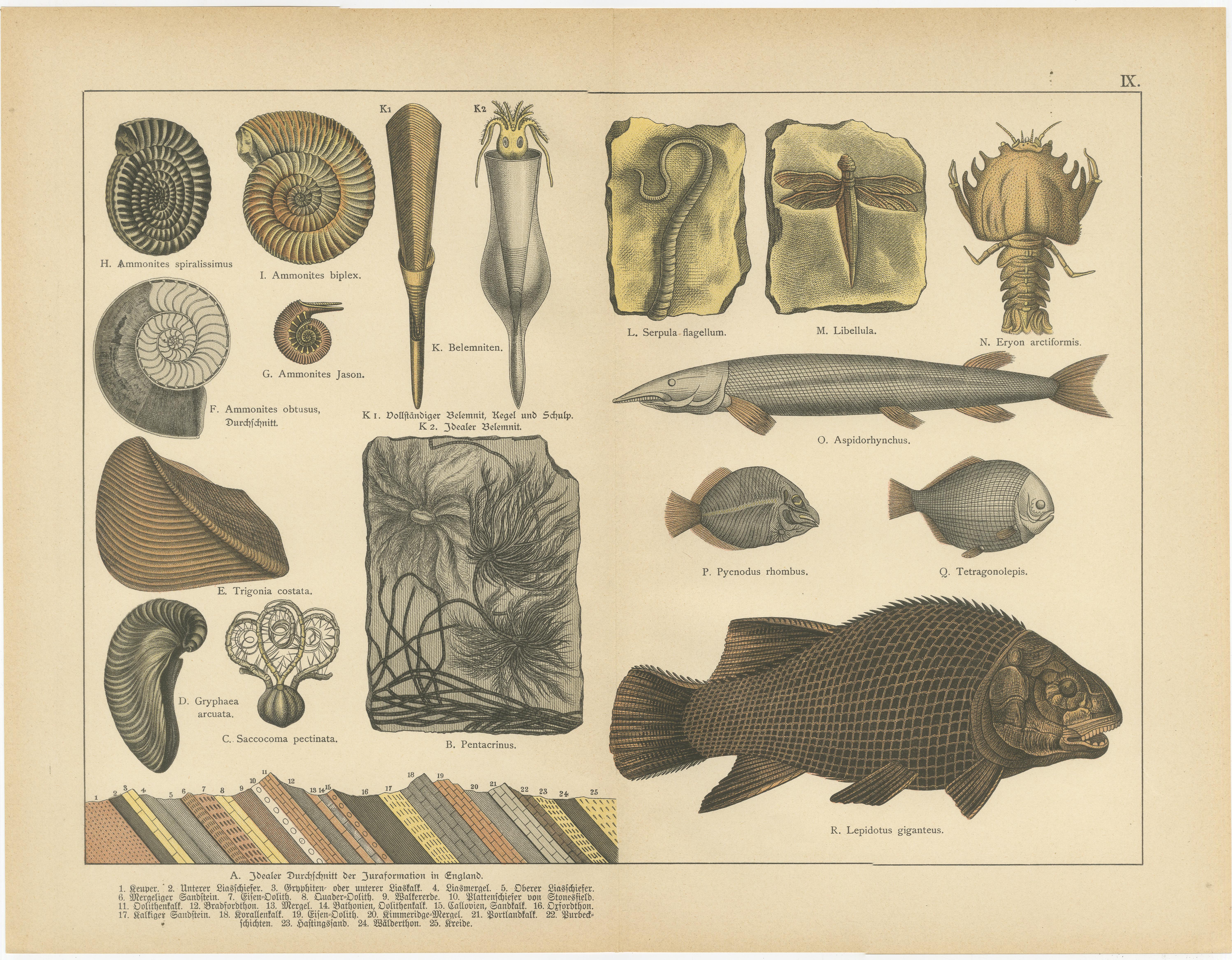 Piastre di fossili antiche - Ammoniti, Ichthyosaurus, Archaeopteryx, c.1880

Questa coppia di antiche tavole cromolitografiche presenta un'affascinante rassegna di scoperte fossili dell'era mesozoica, riprodotte con precisione scientifica e