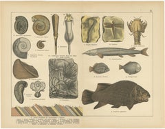 Antique Fossil Plates – Ammonites, Ichthyosaurus, Archaeopteryx, c.1880